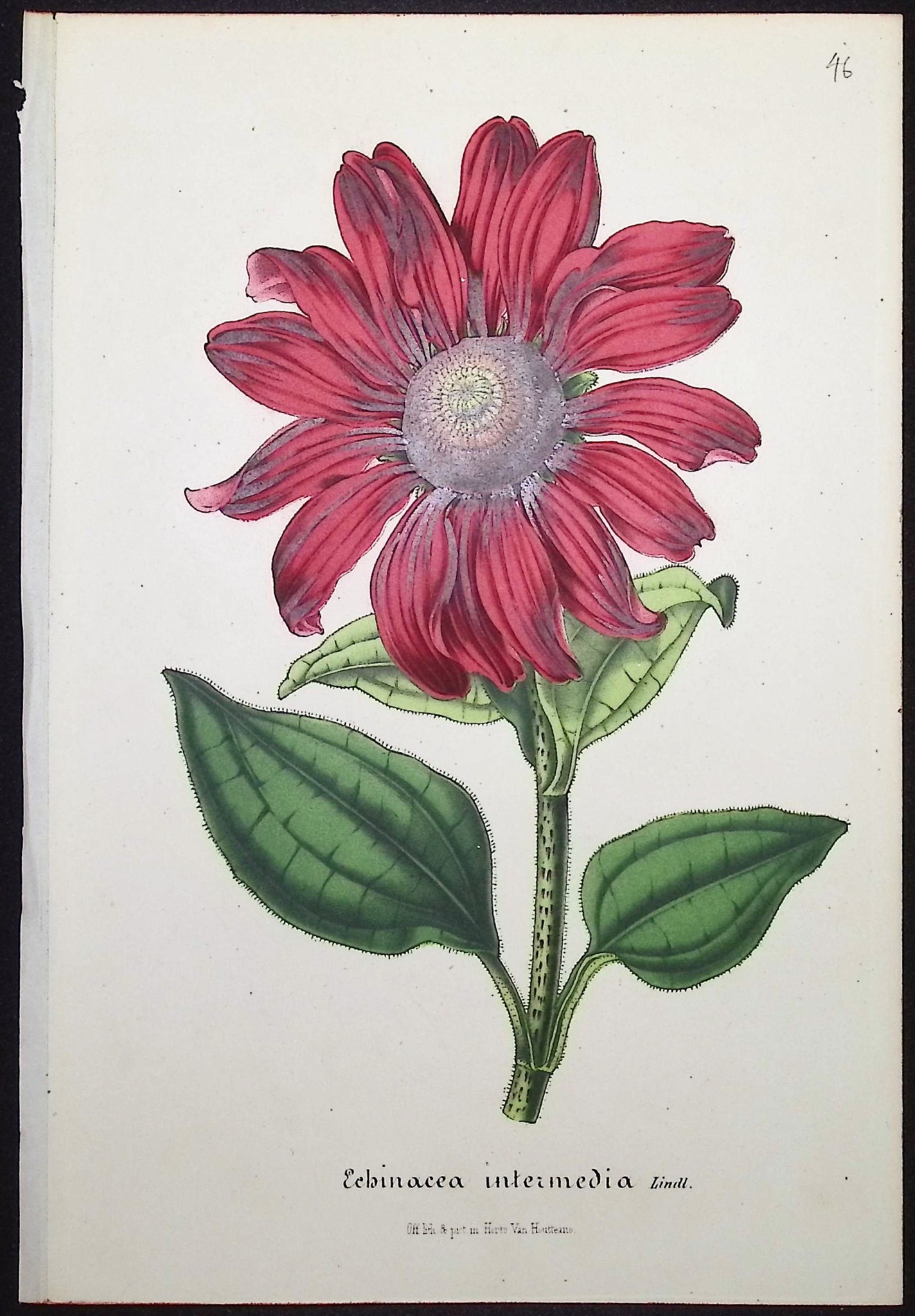 Purple Cone Flower (Eebinacea intermedia)
