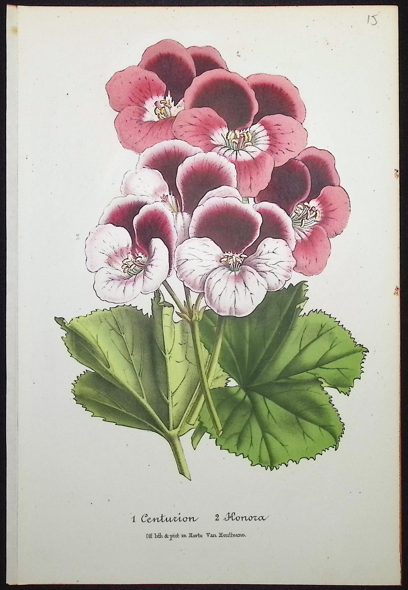Pansies
