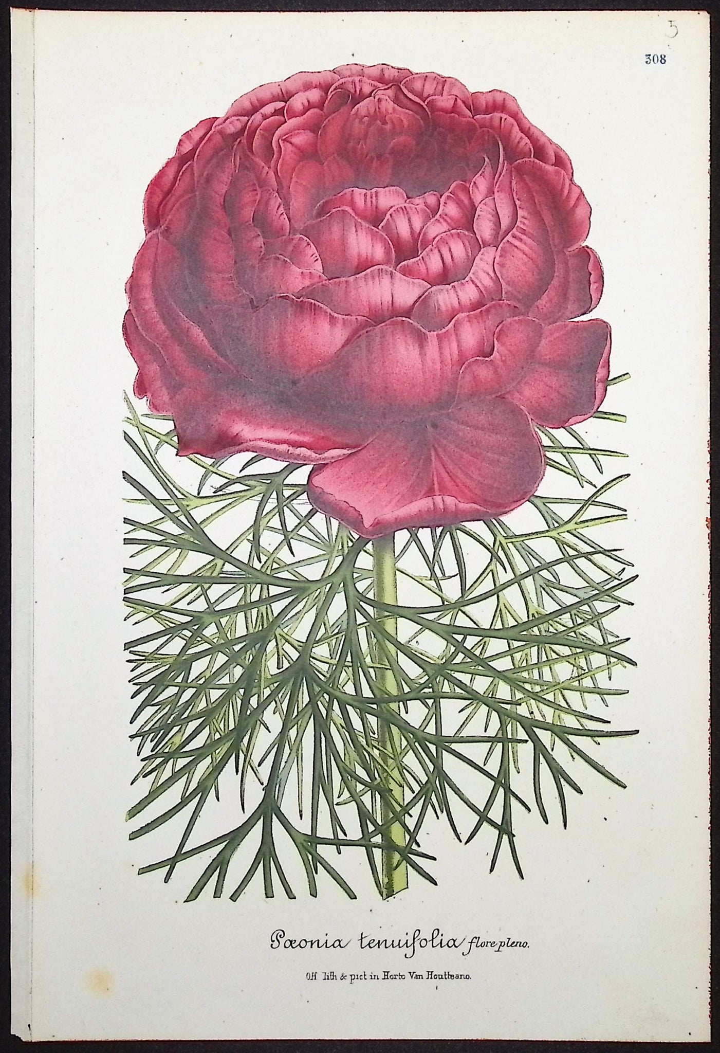 Peony