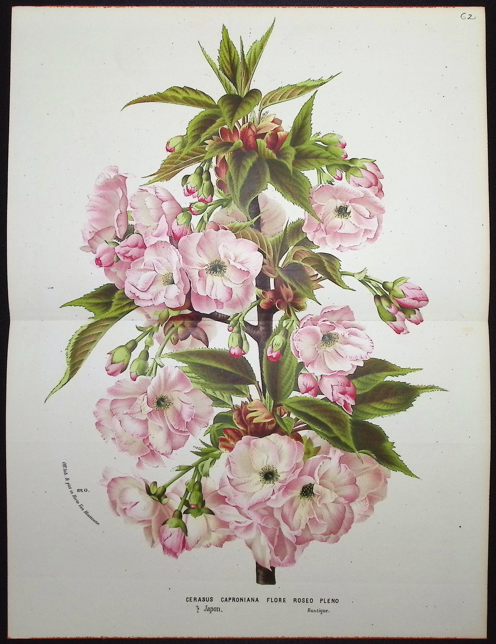 Cherry Laurel (Cerasus Caroniana)
