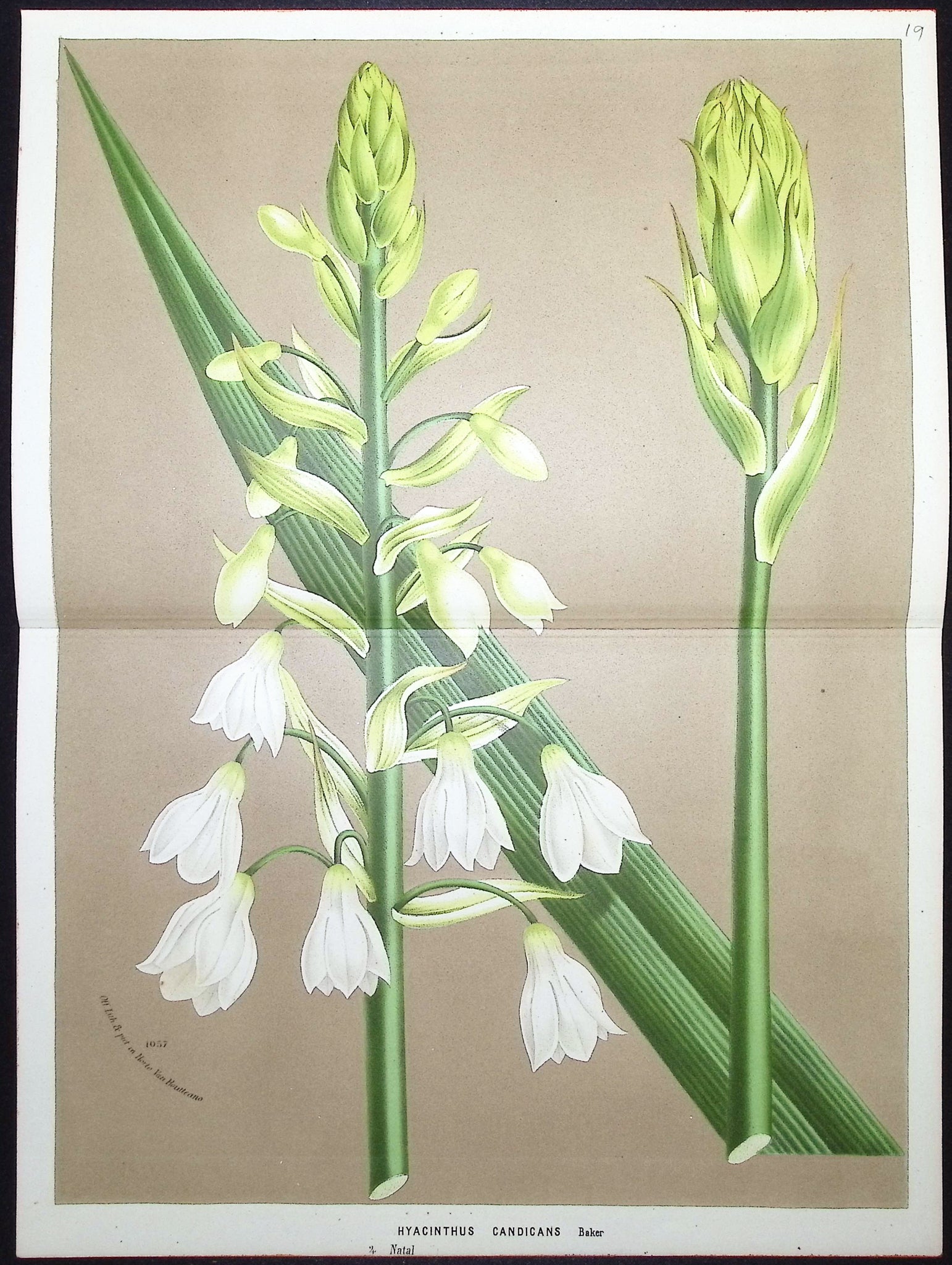 Hyacinth