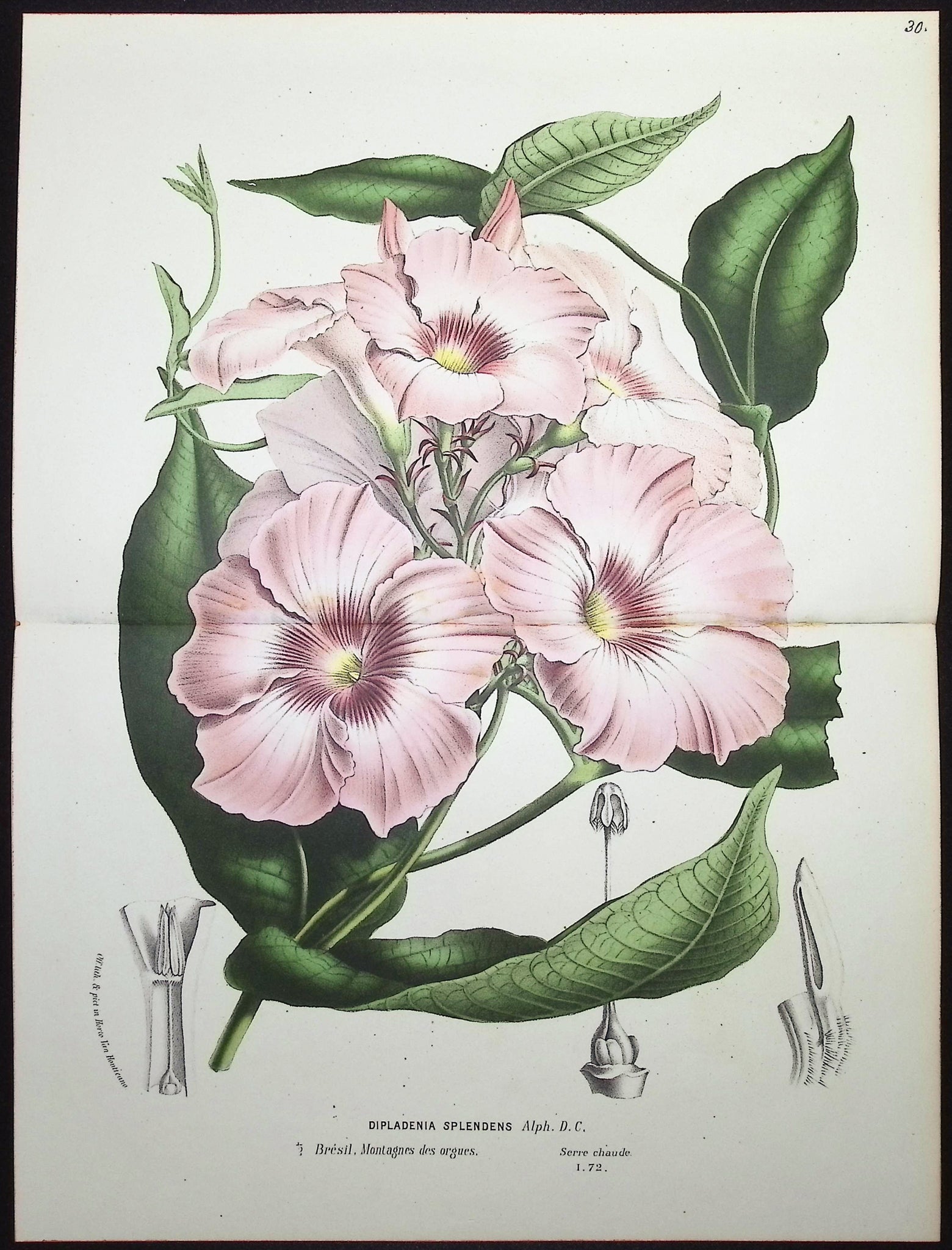 Mandevilla or Diplodenia (Dipladenia Splendens)
