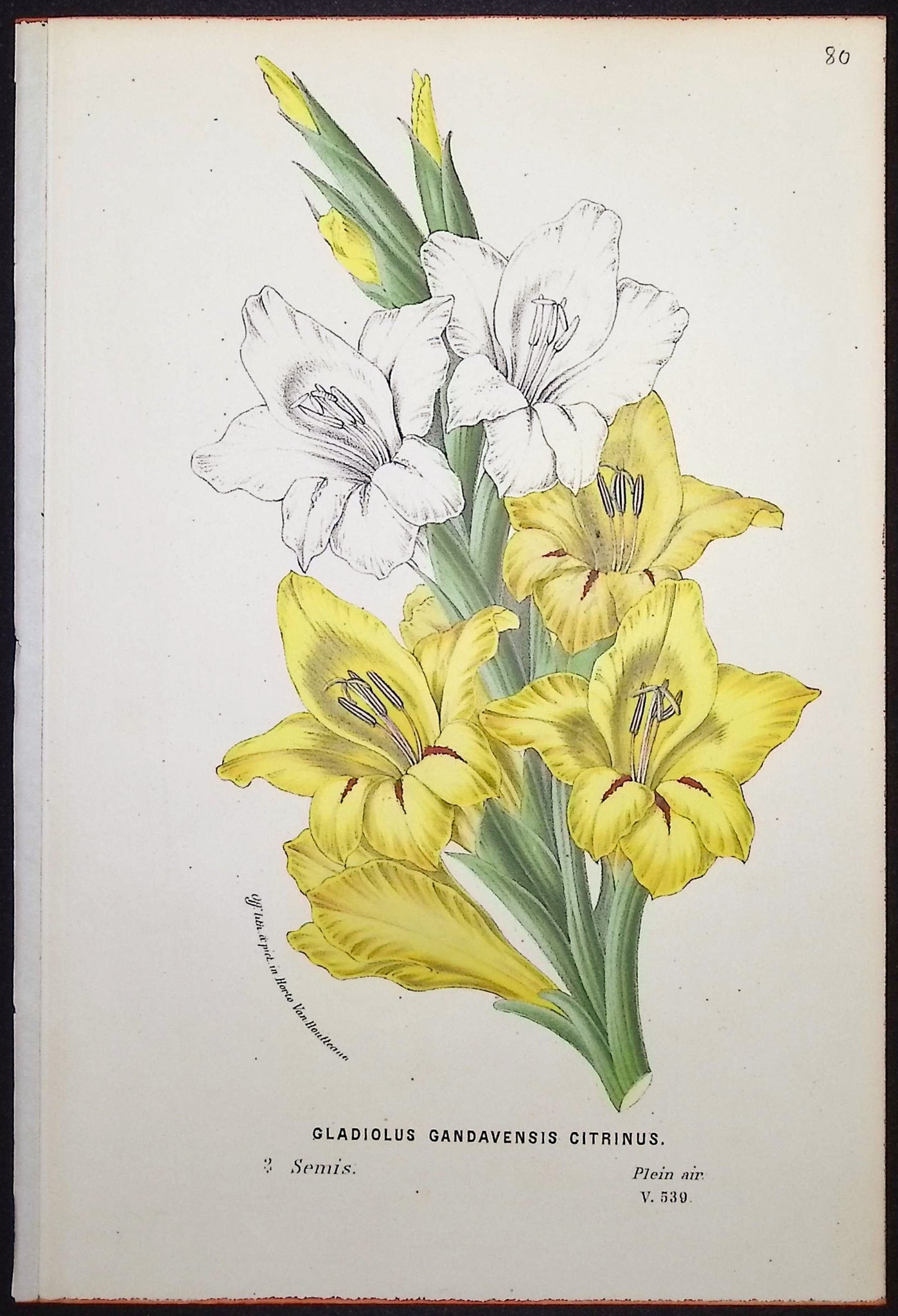 Gladiolus