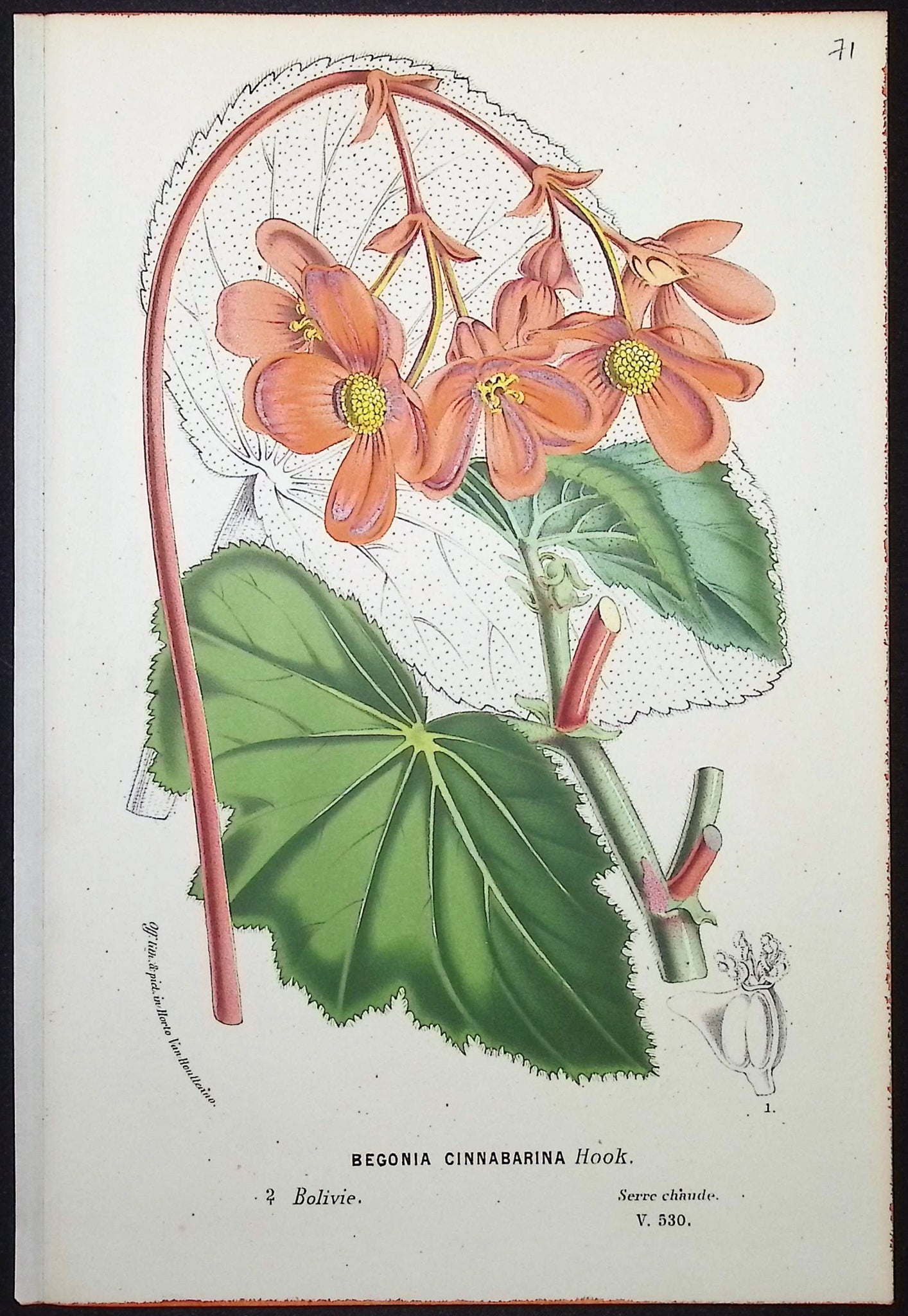 Begonia