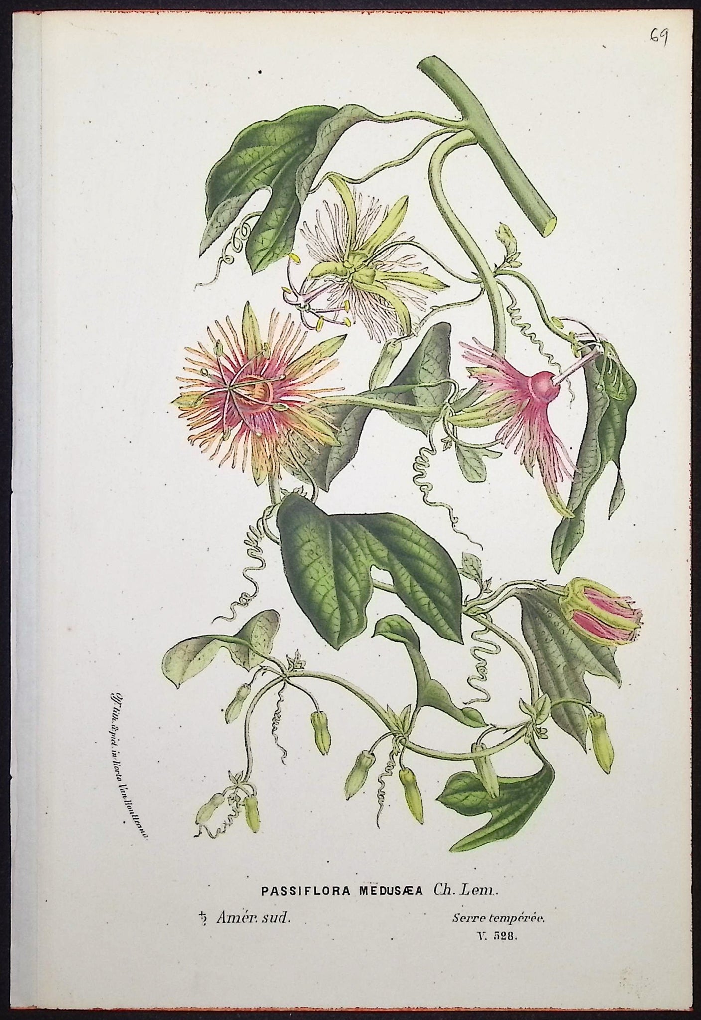 Passion Flower