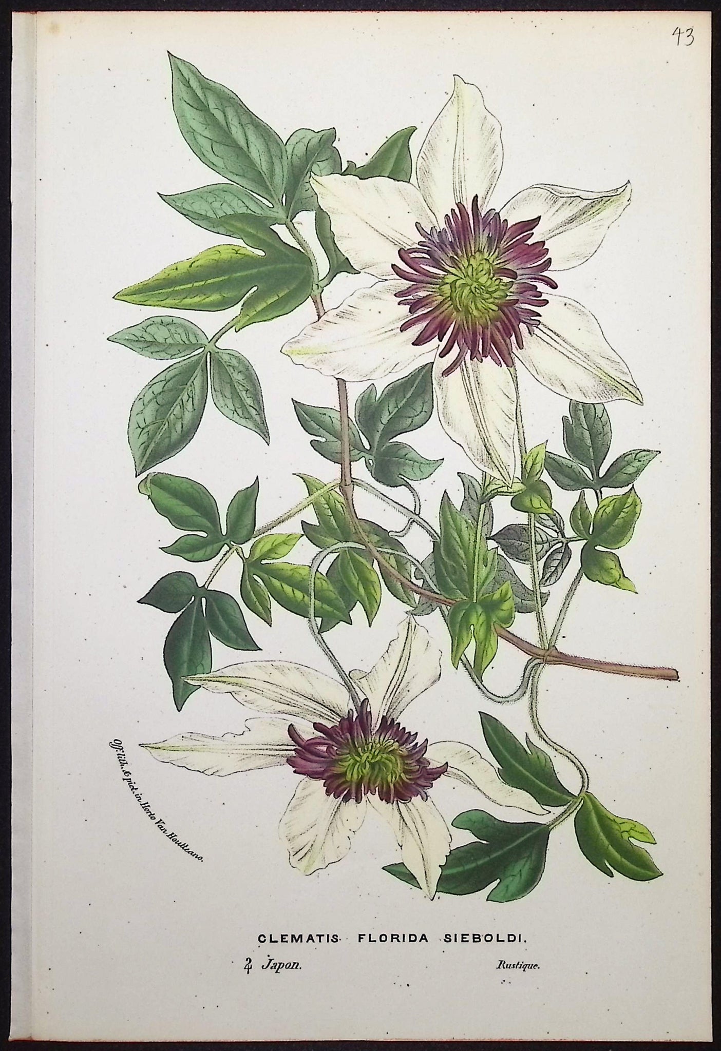 Clematis