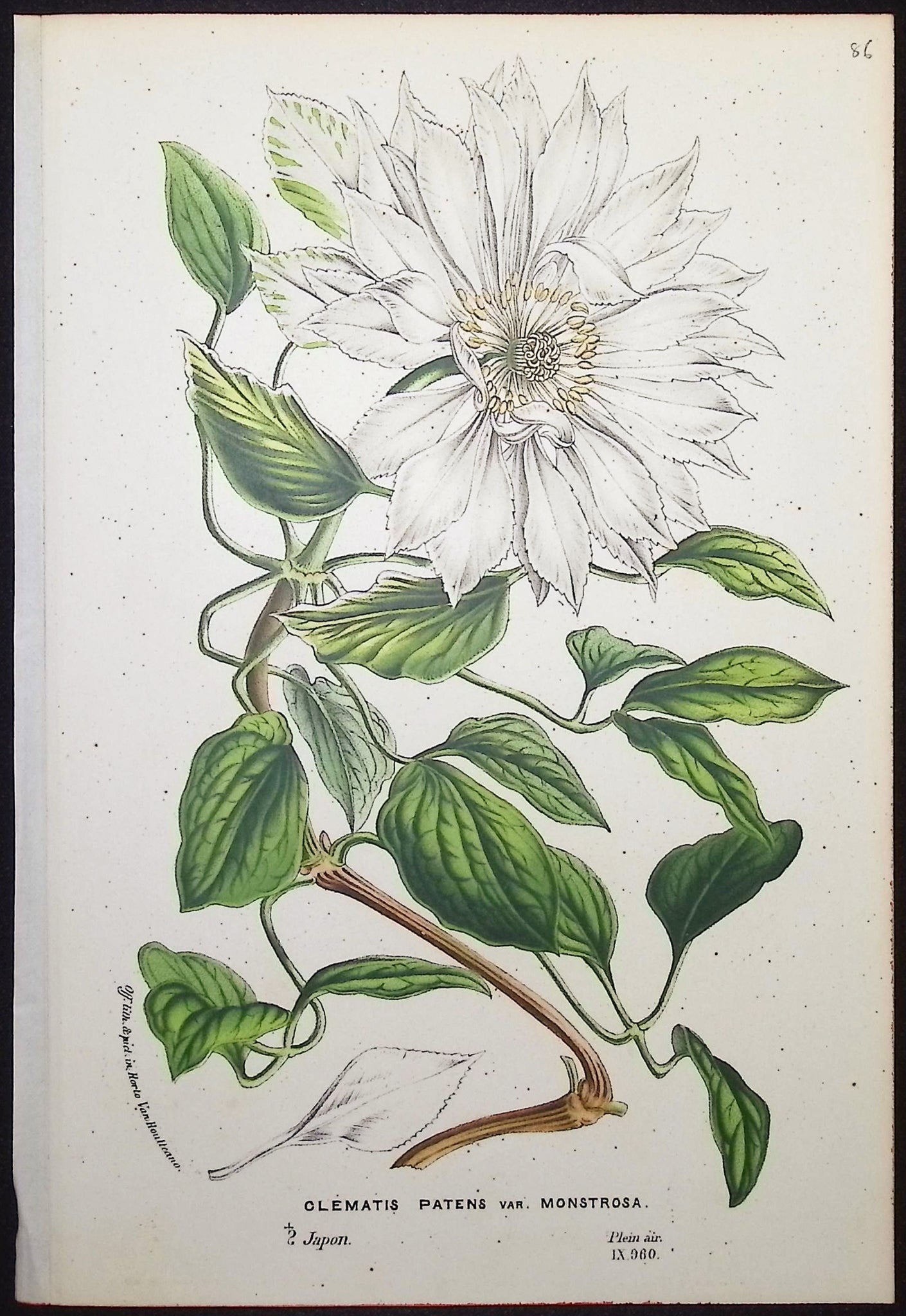 Clematis