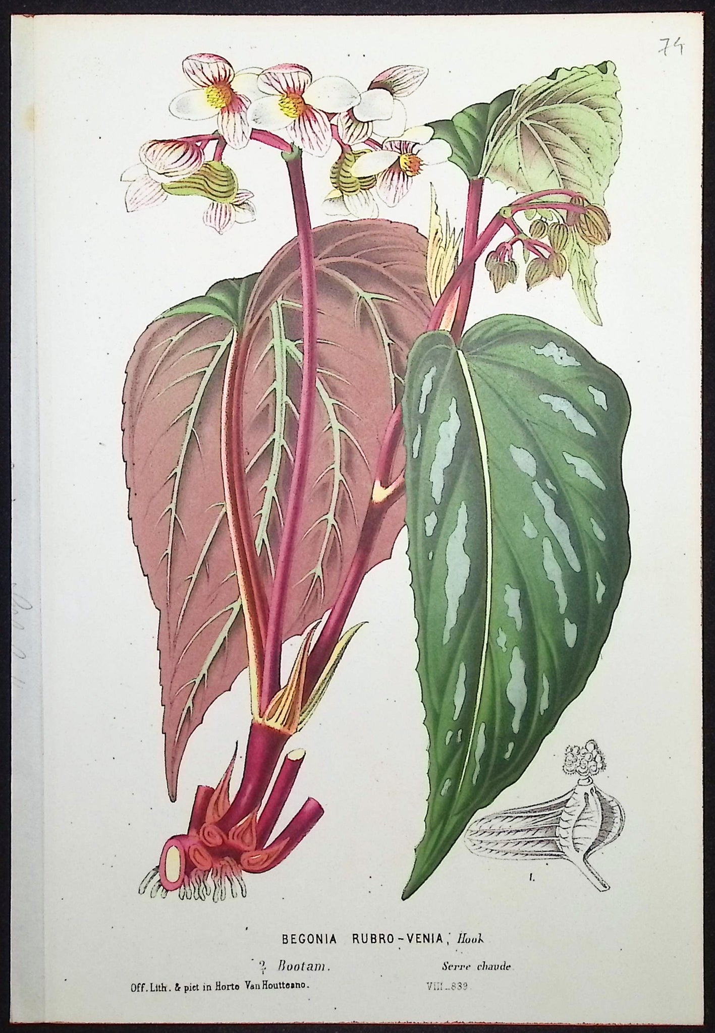 Begonia