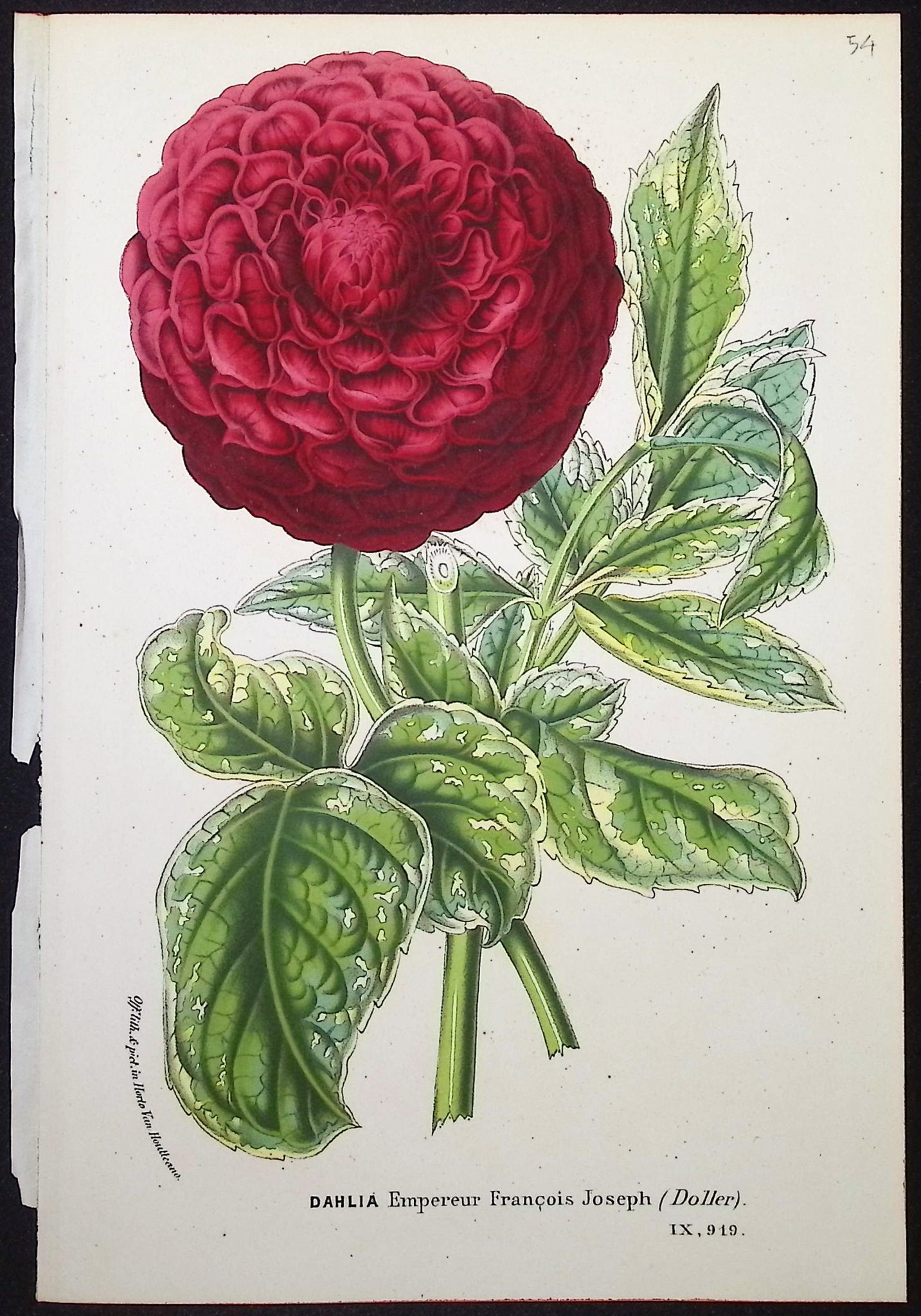 Dahlia