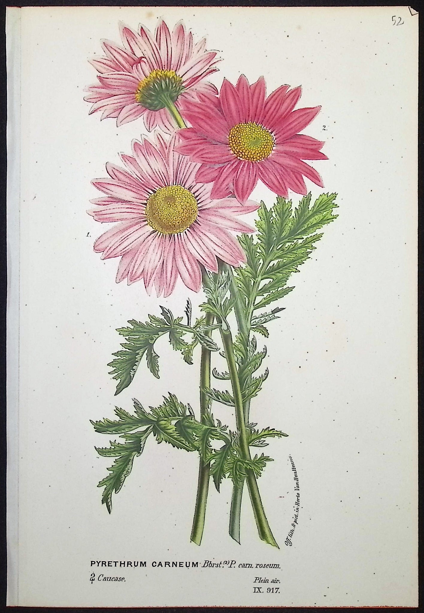 Painted or Persian Daisy (Pyrethrum Carneum)