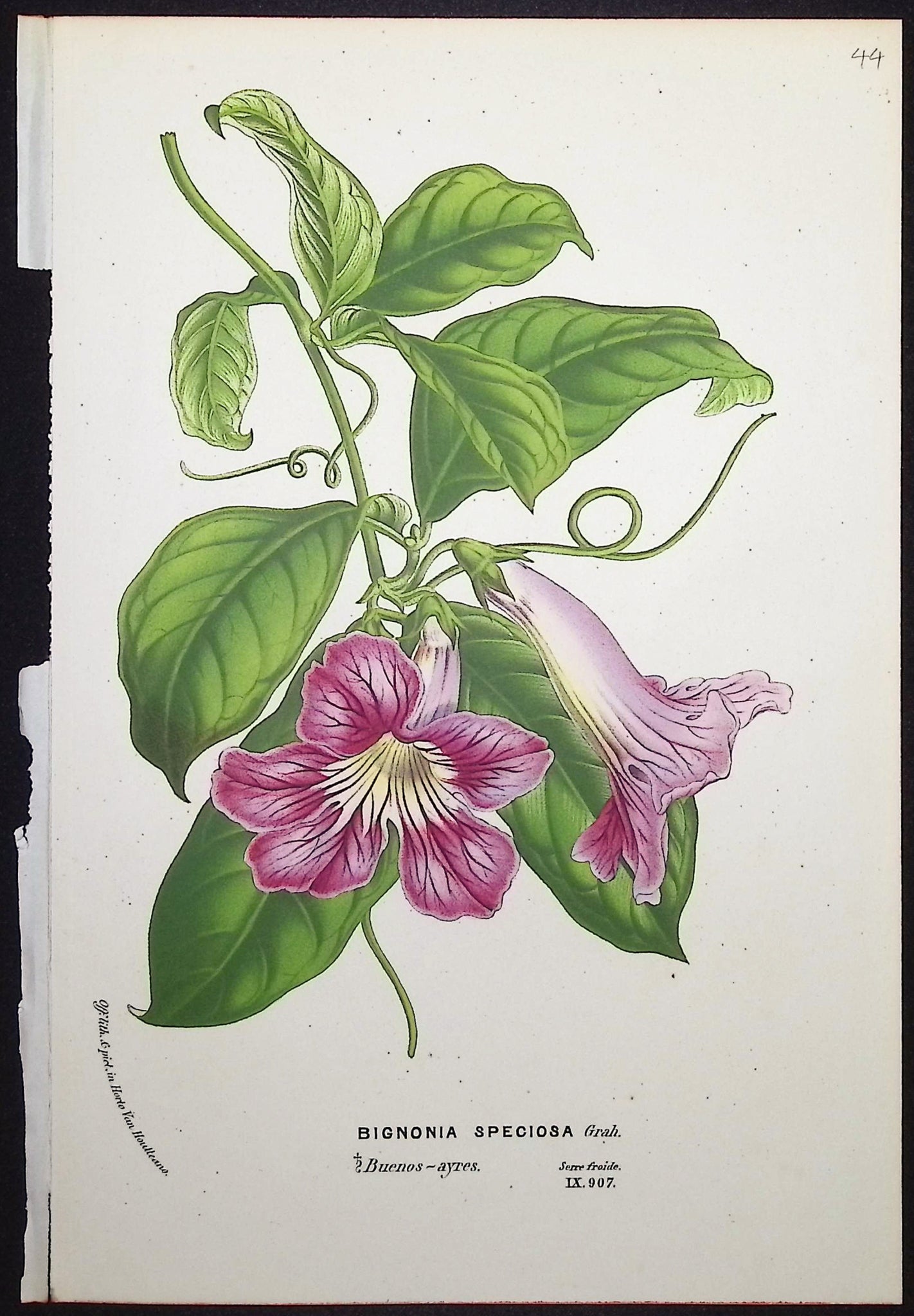 Bignonia