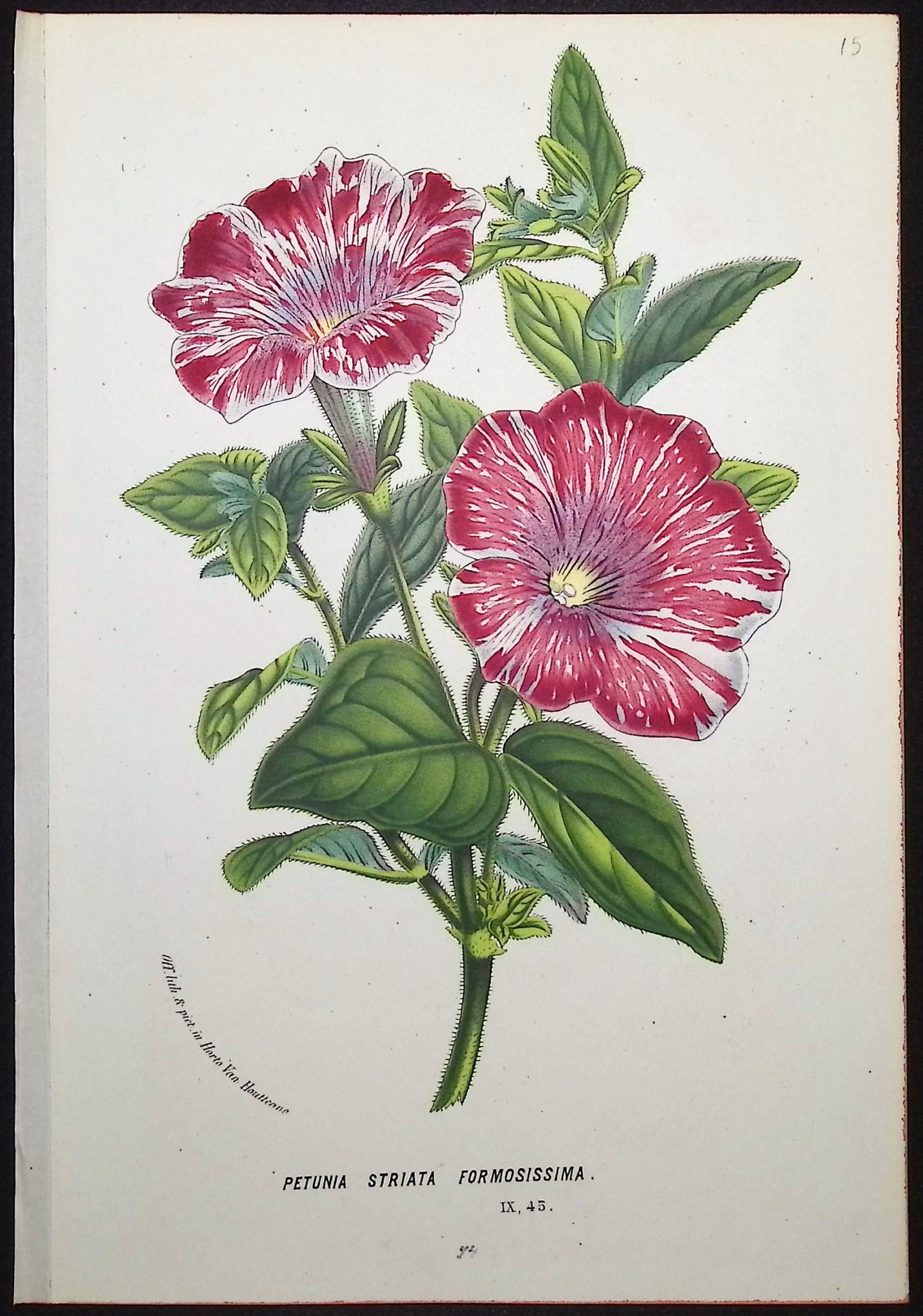 Petunia