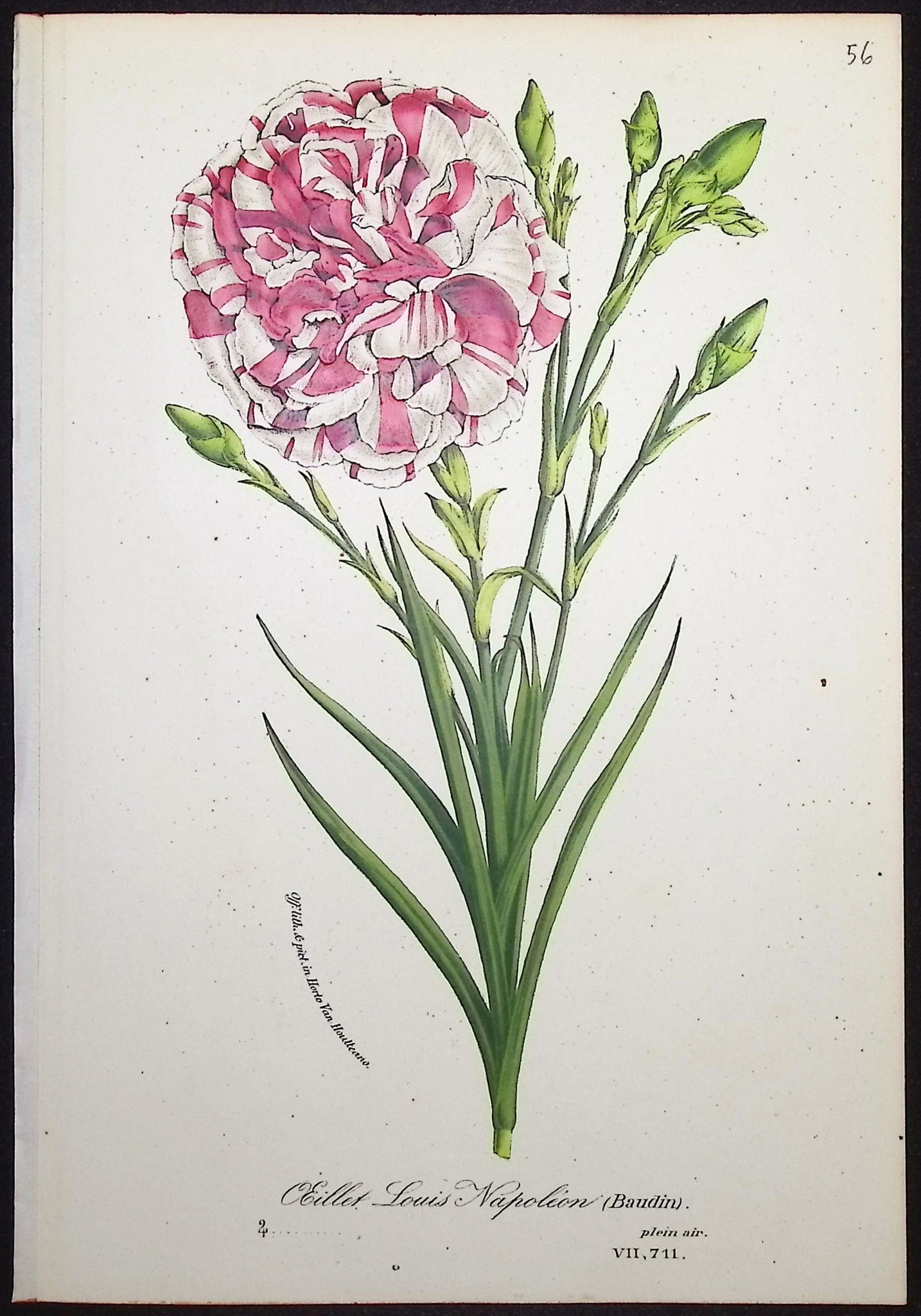 Carnation