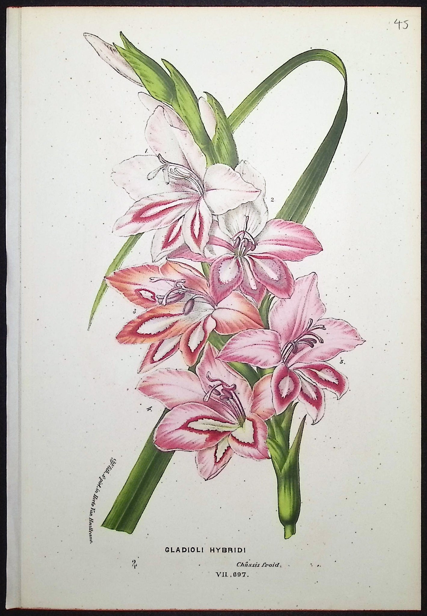 Gladiolus