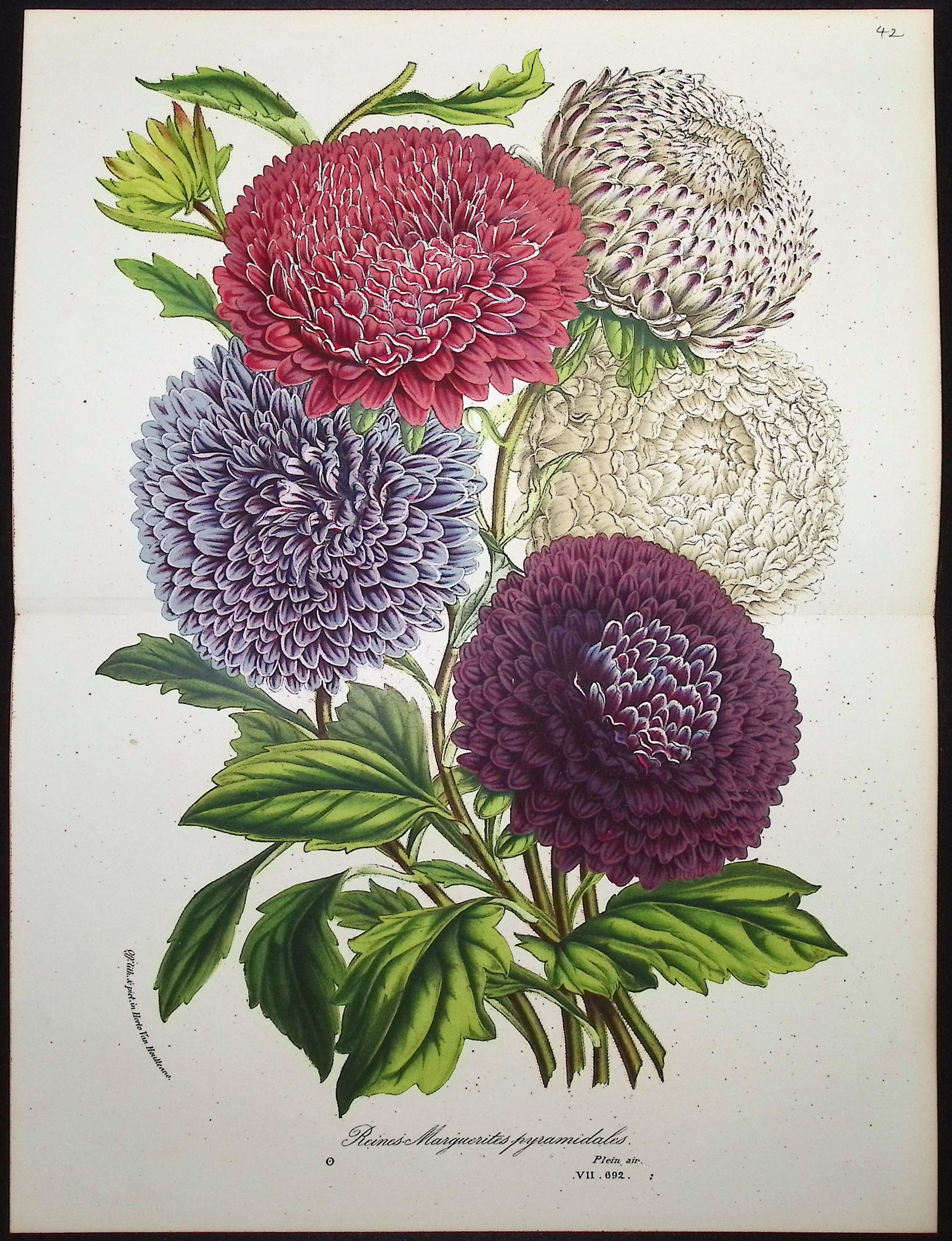 Pyramidal Orchid (Reines-Marquerites pyramidales)