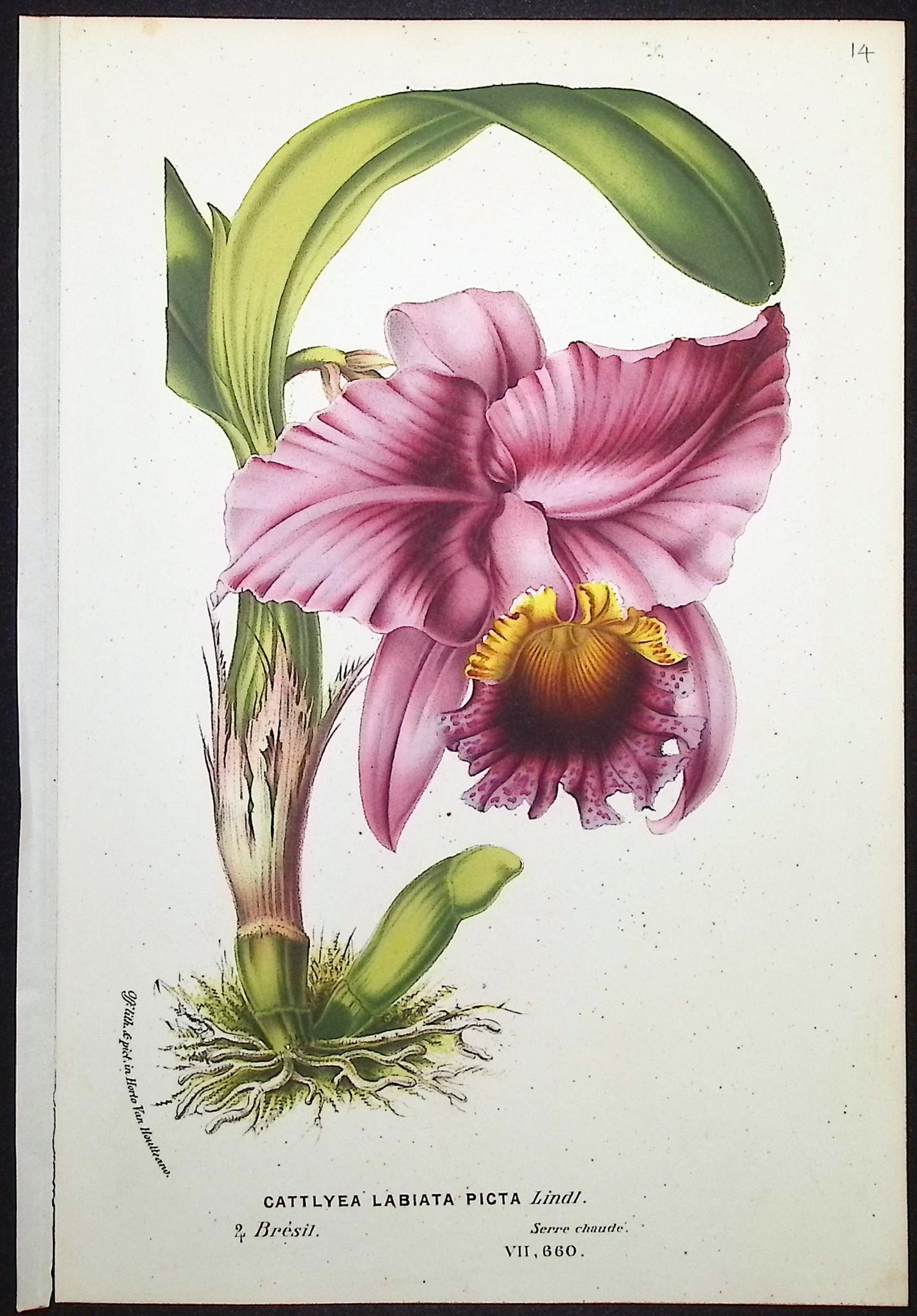 Orchid