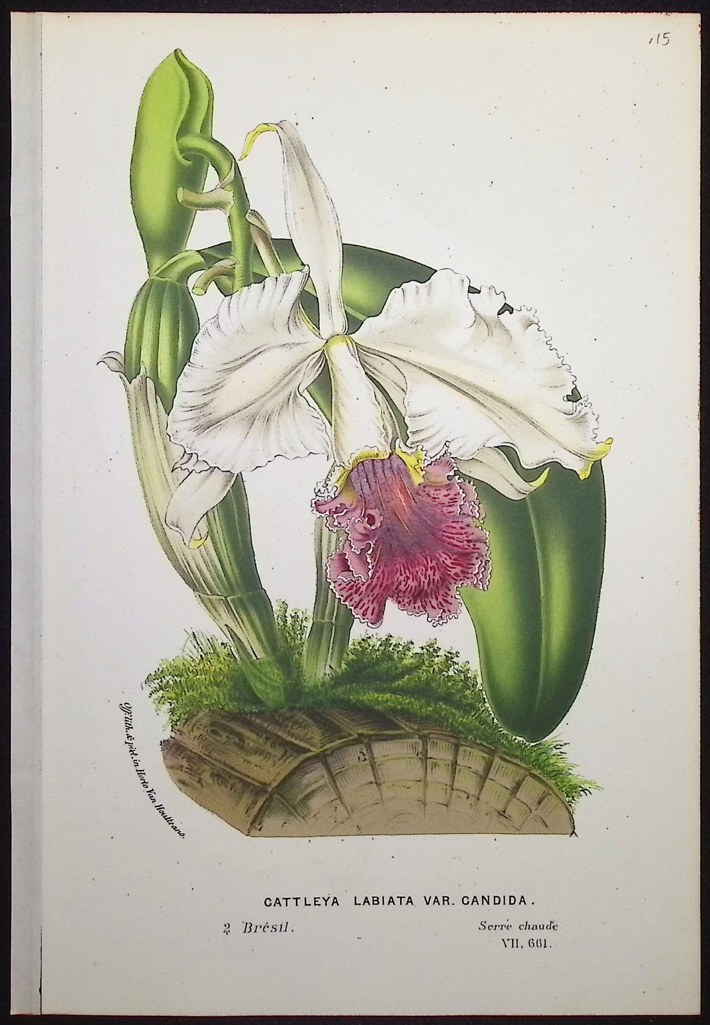 Orchid