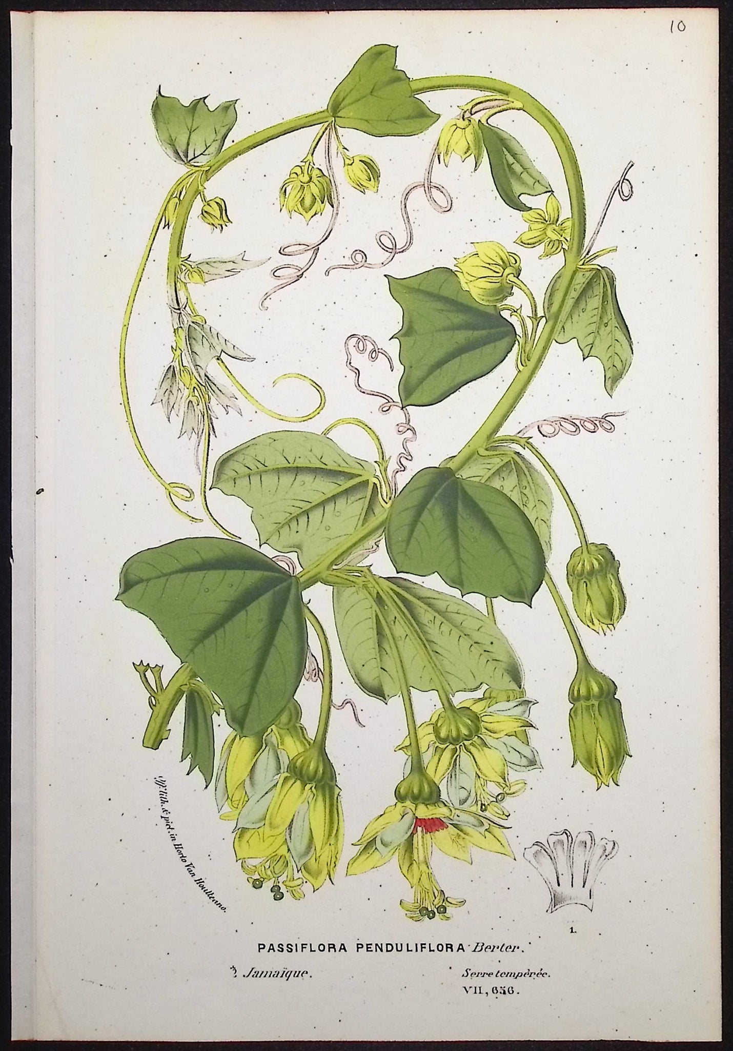 Passion Flower