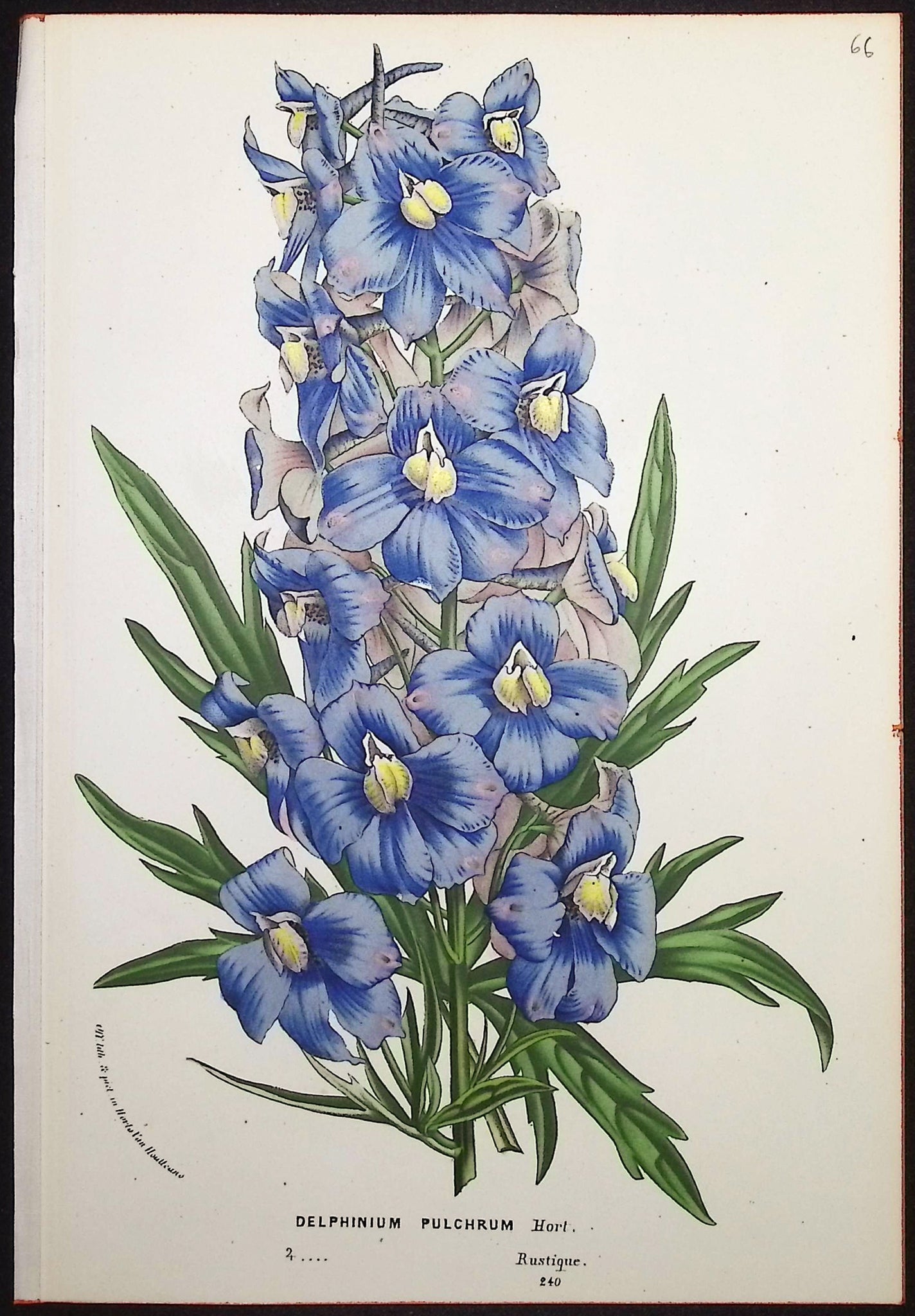 Larkspur (Delphinium Pulchrum)