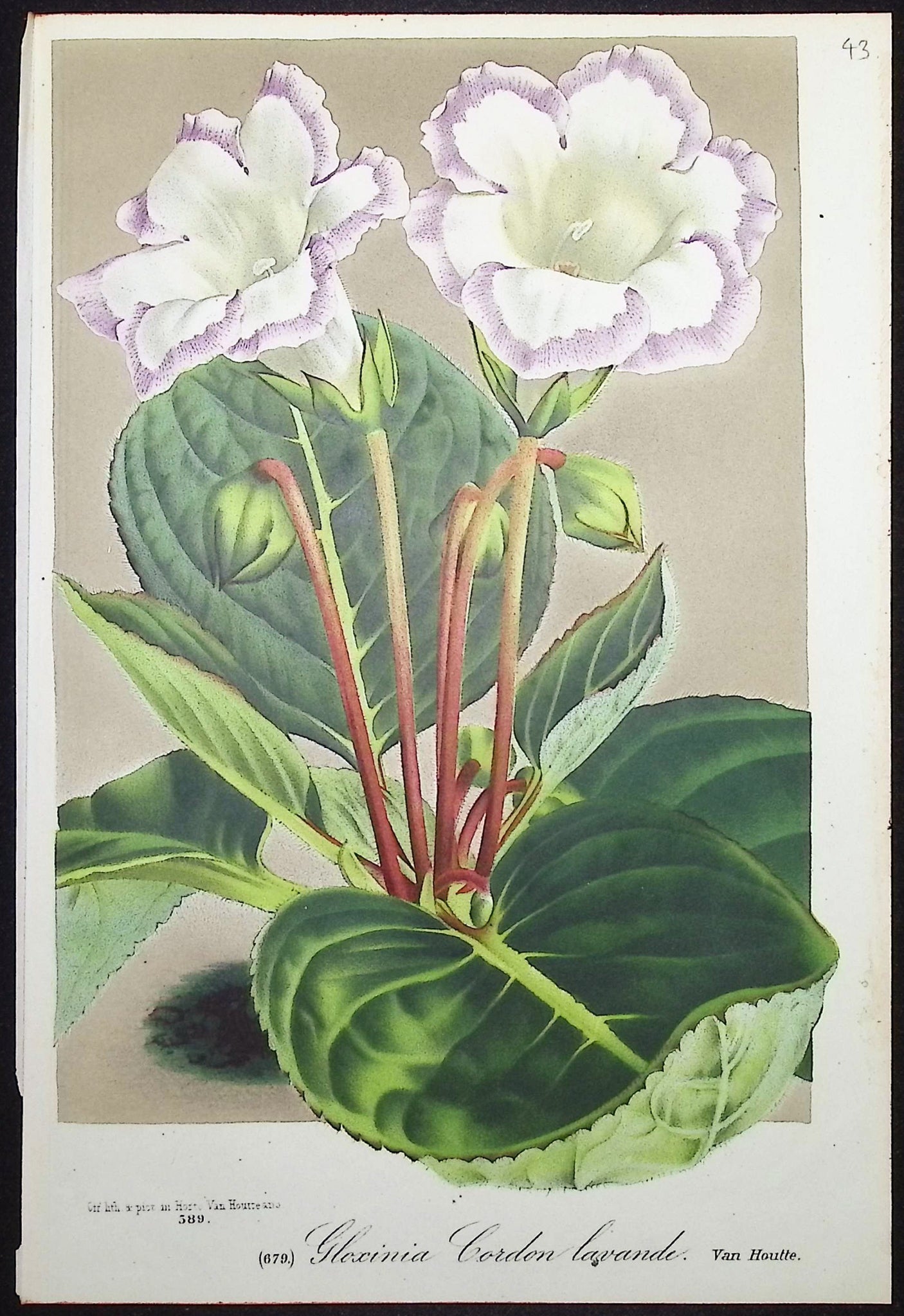 Gloxinia
