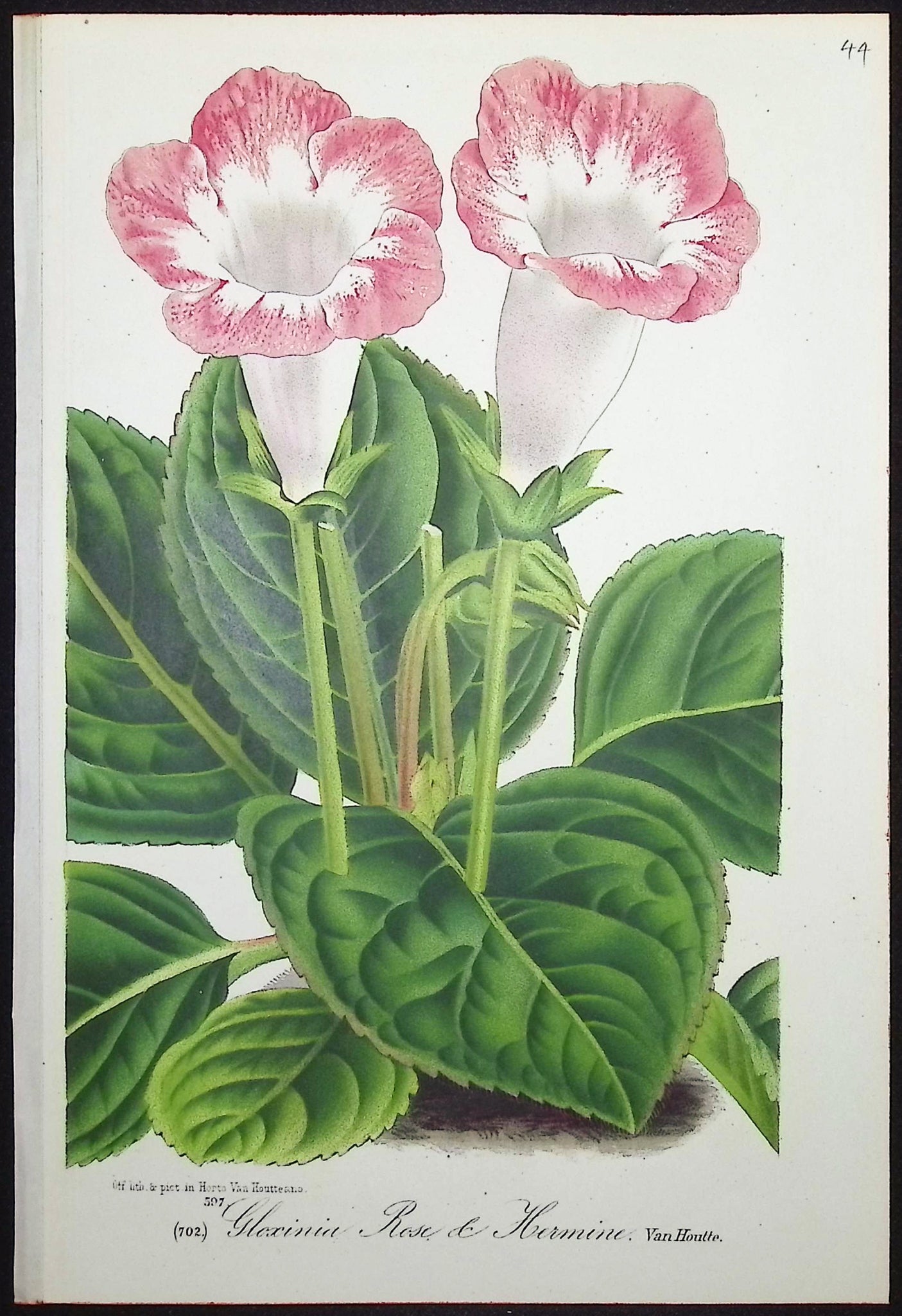 Gloxinia
