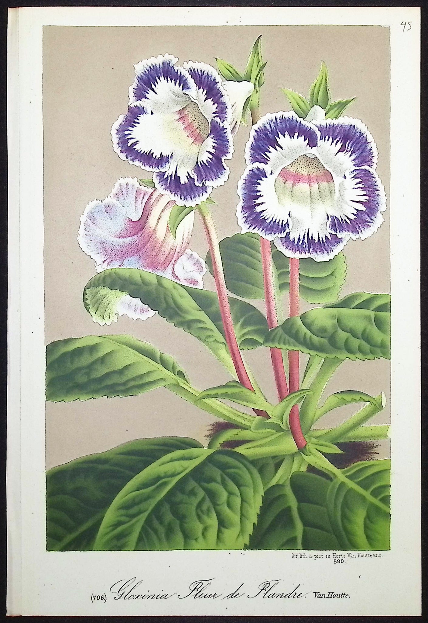 Gloxinia