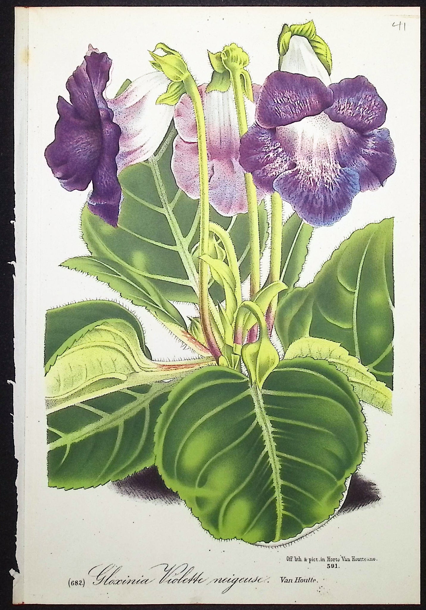 Gloxinia