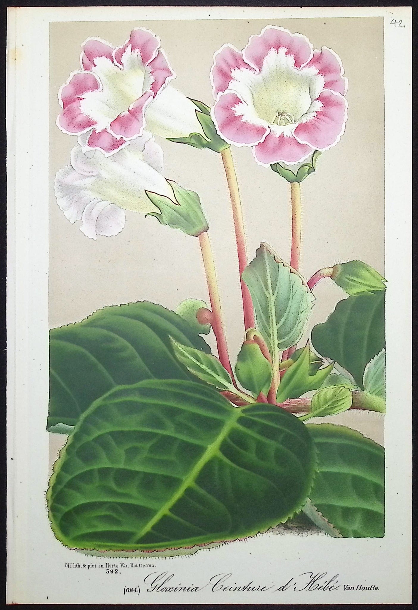 Gloxinia