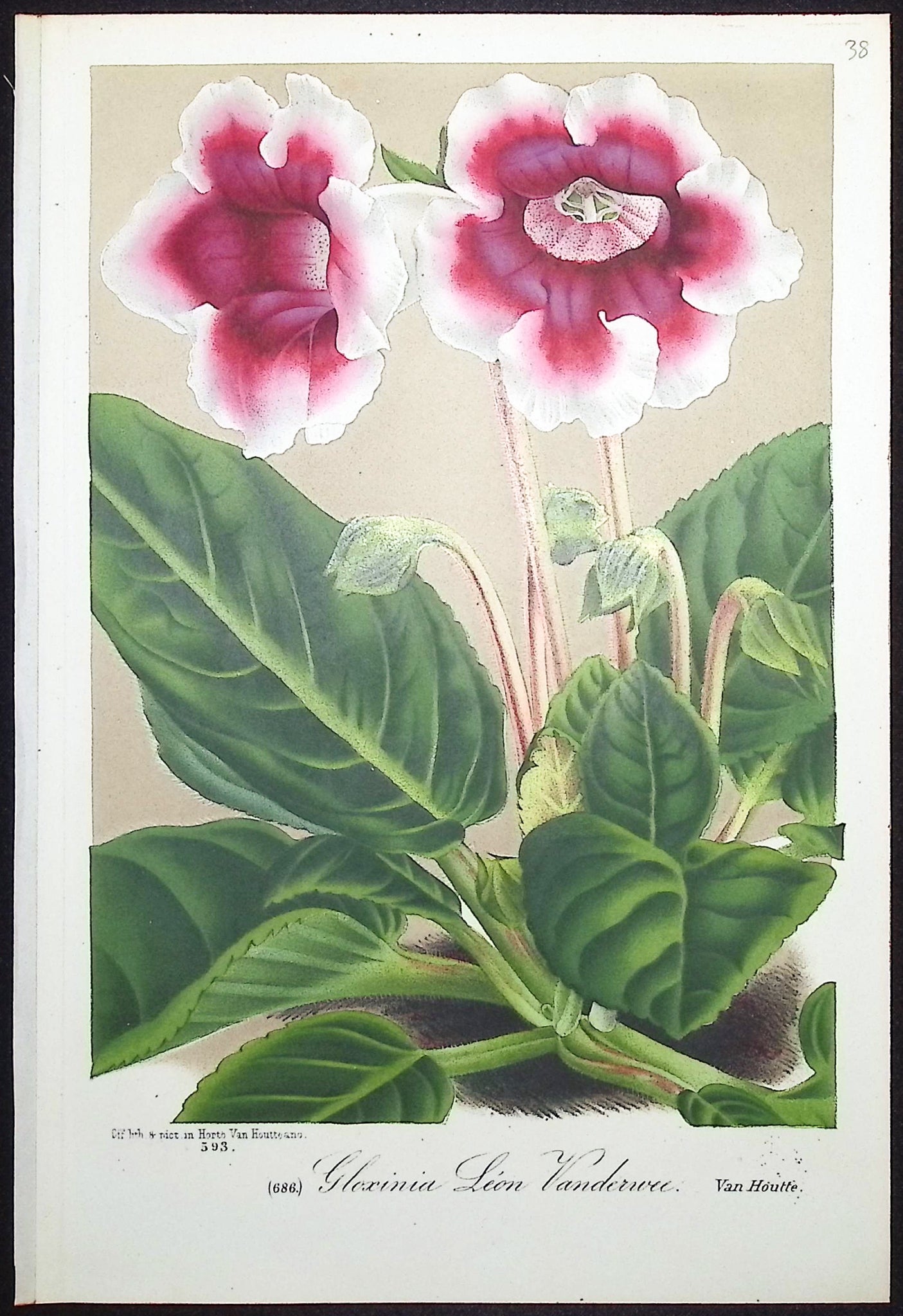Gloxinia