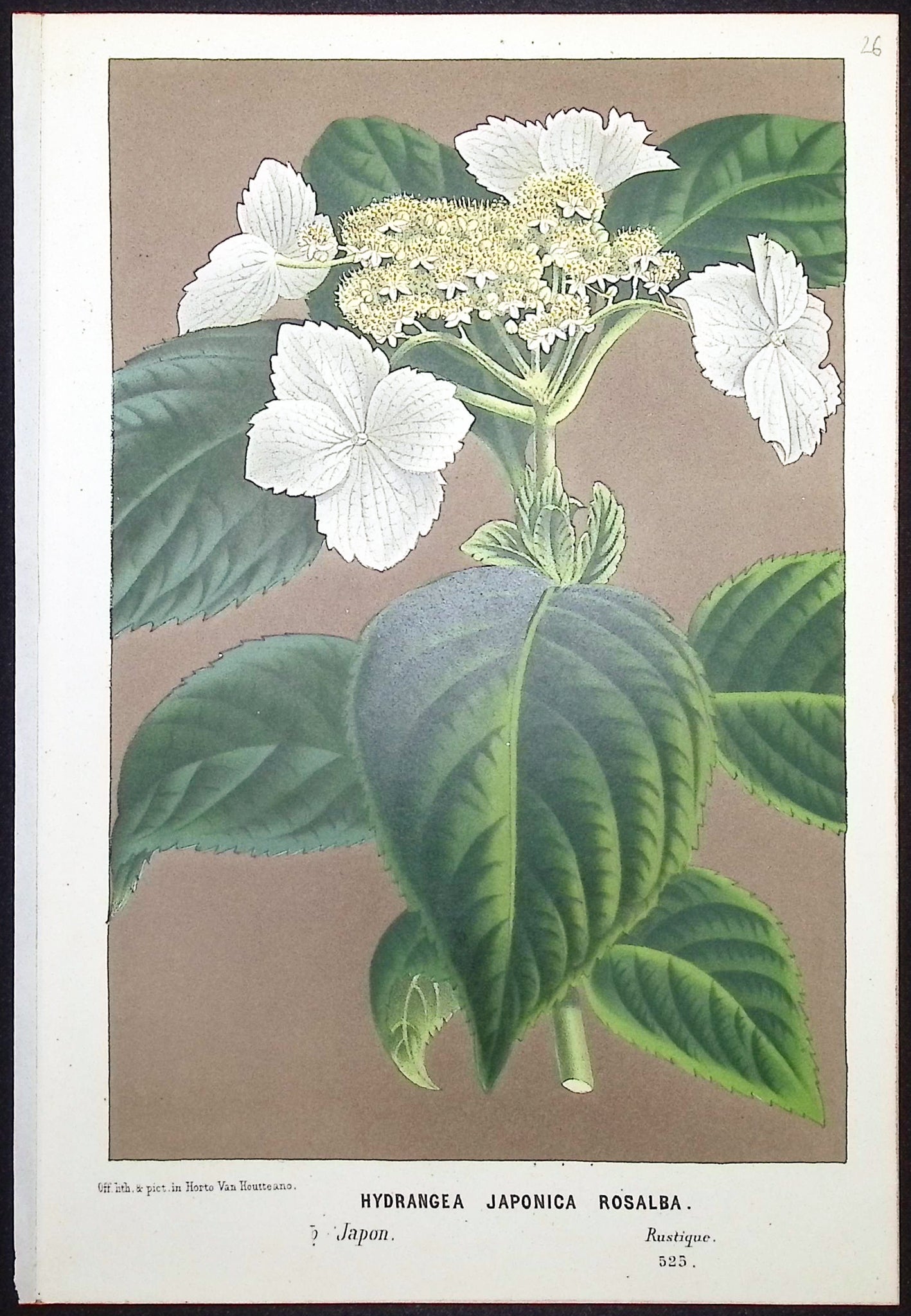 Hydrangea