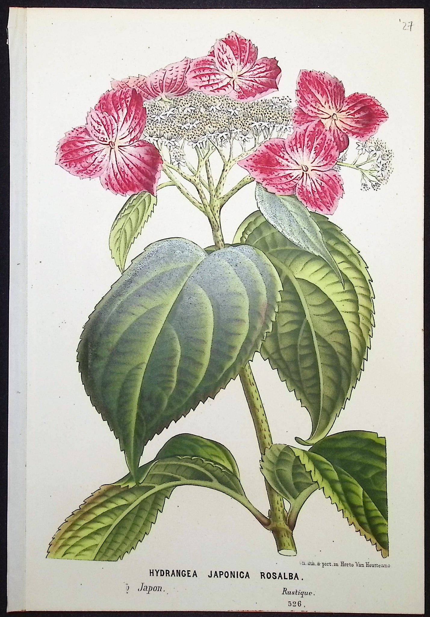 Hydrangea