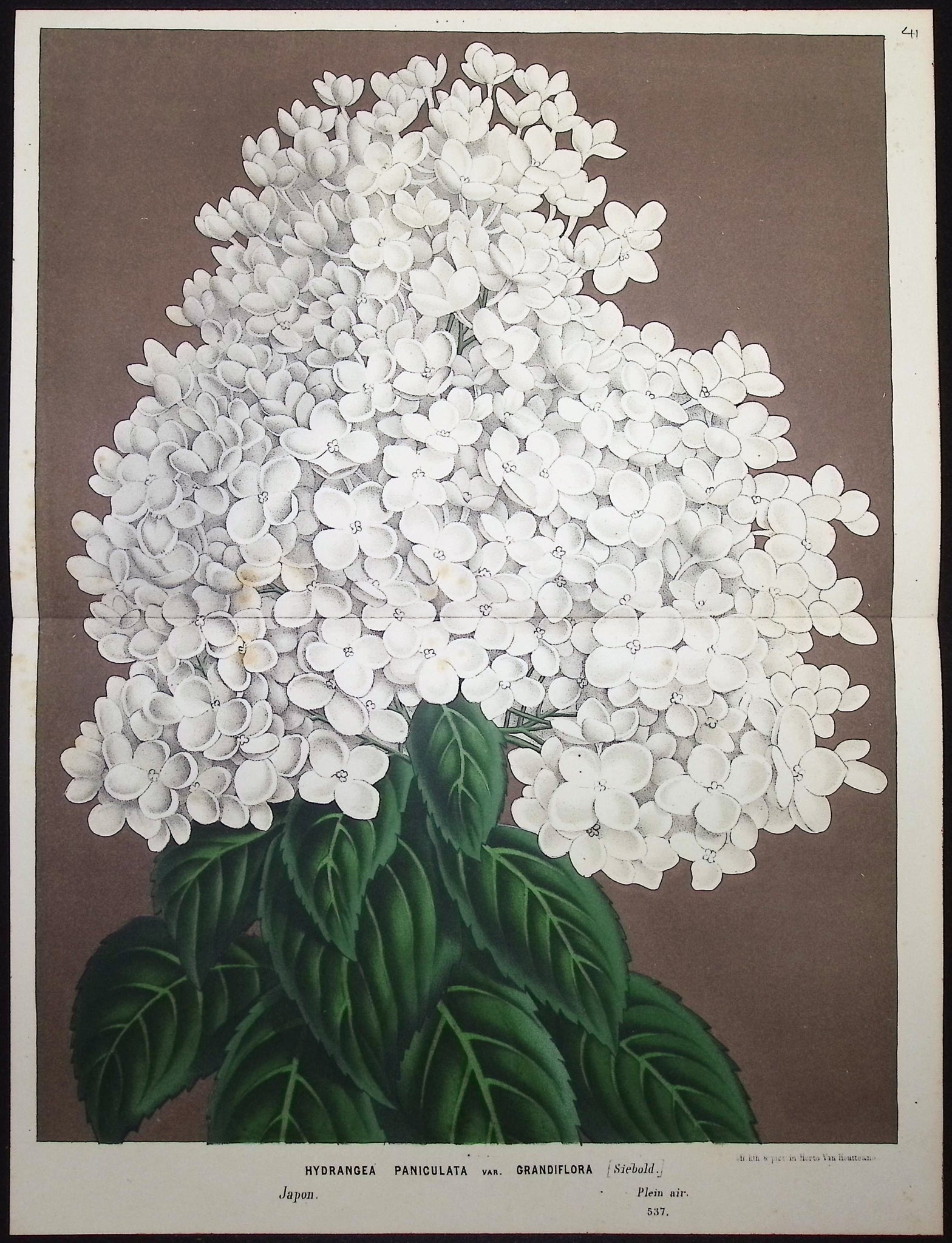 Hydrangea