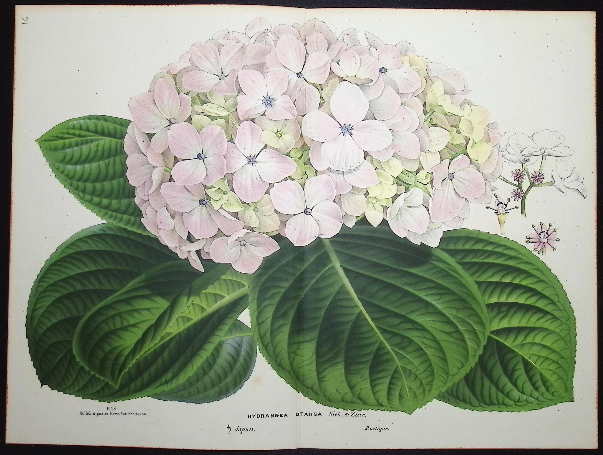 Hydrangea