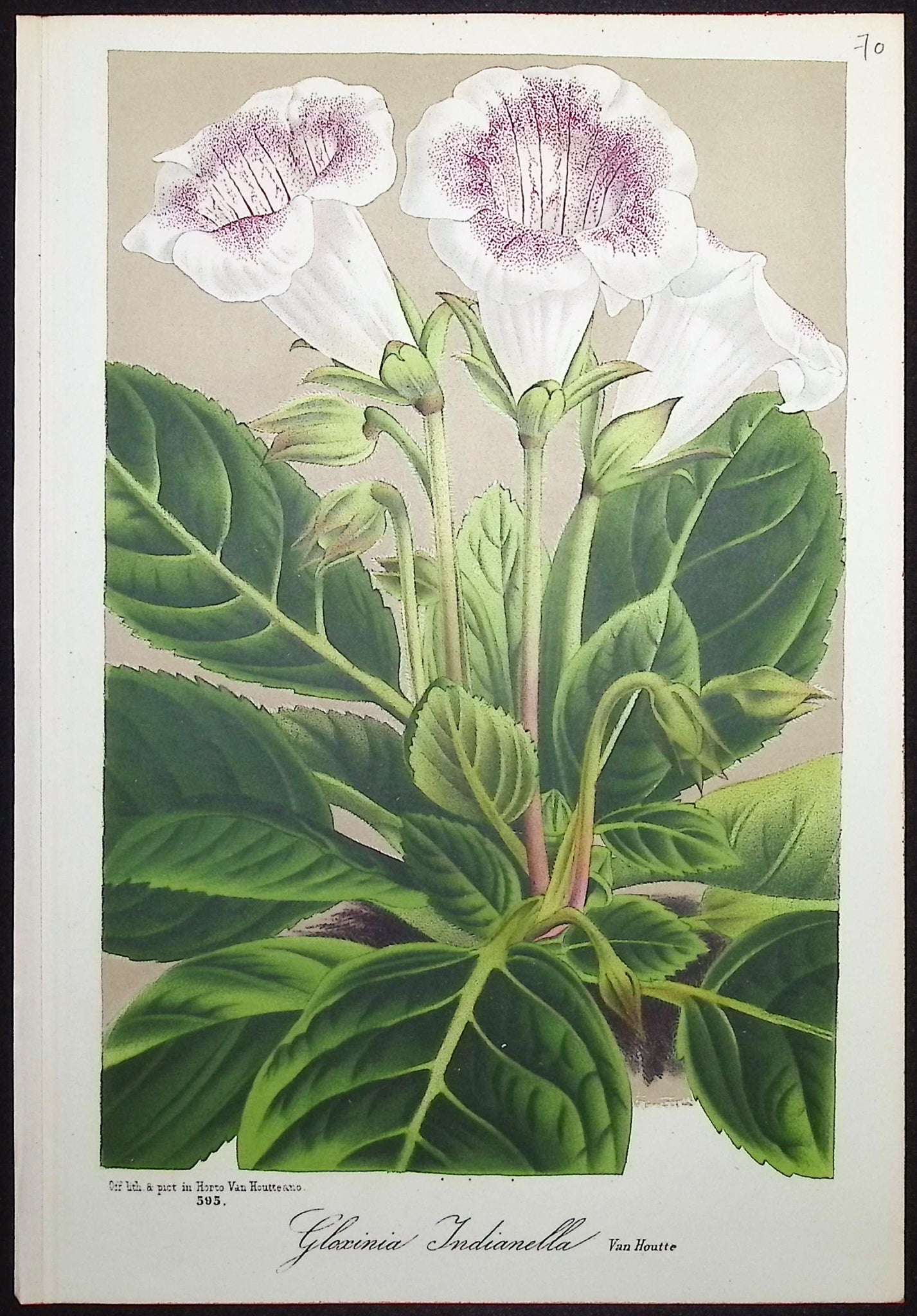 Gloxinia