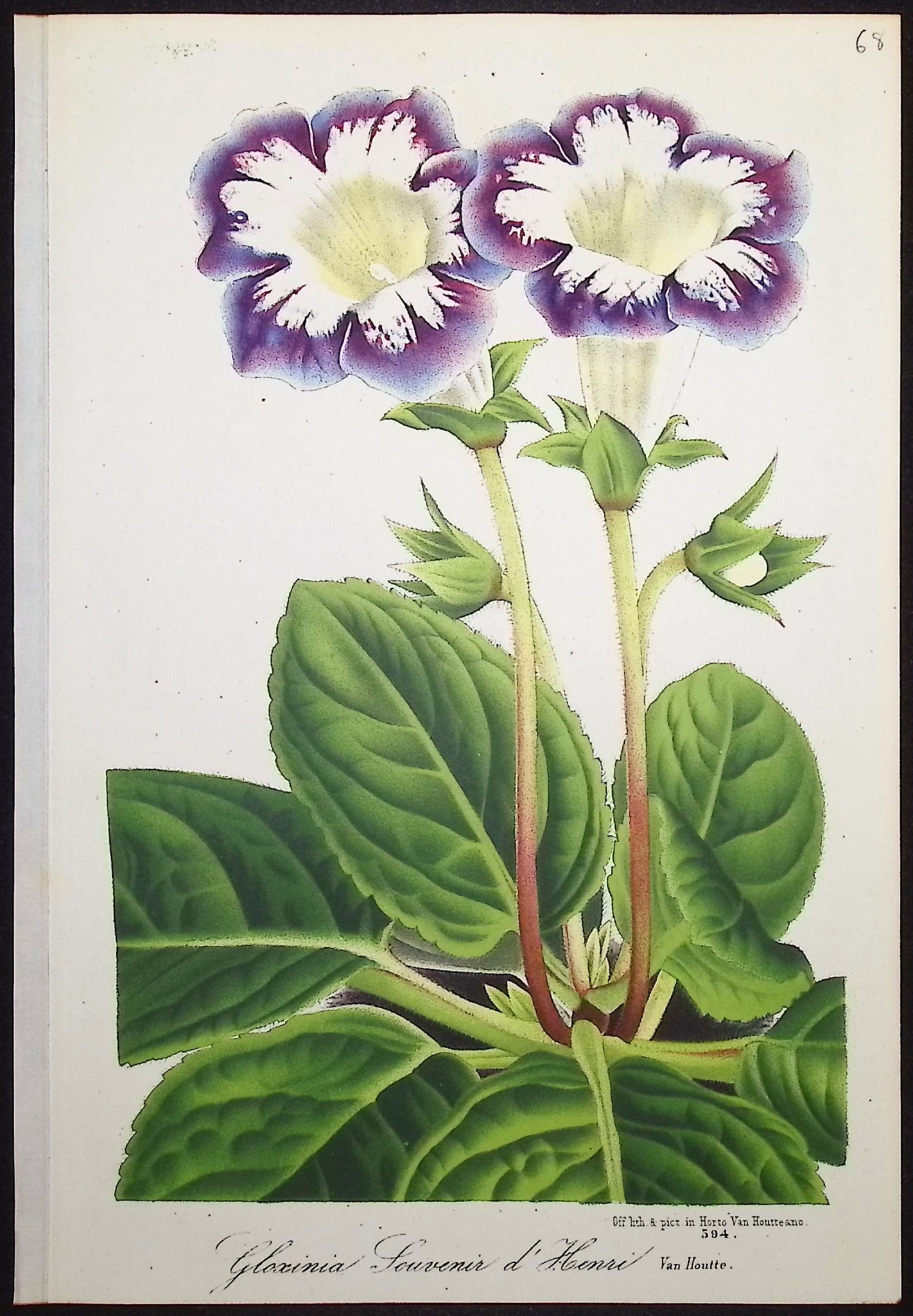 Gloxinia