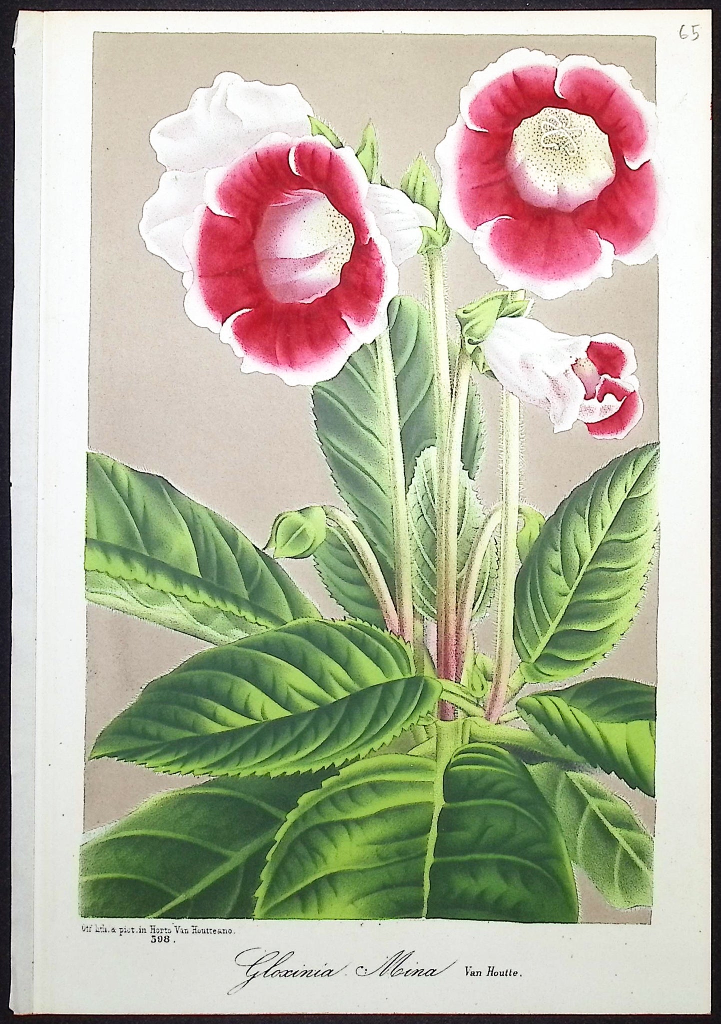 Gloxinia