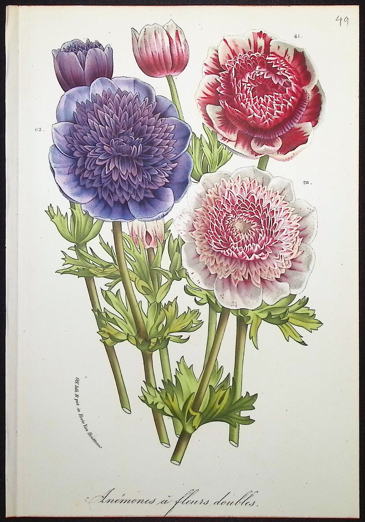 Anemone