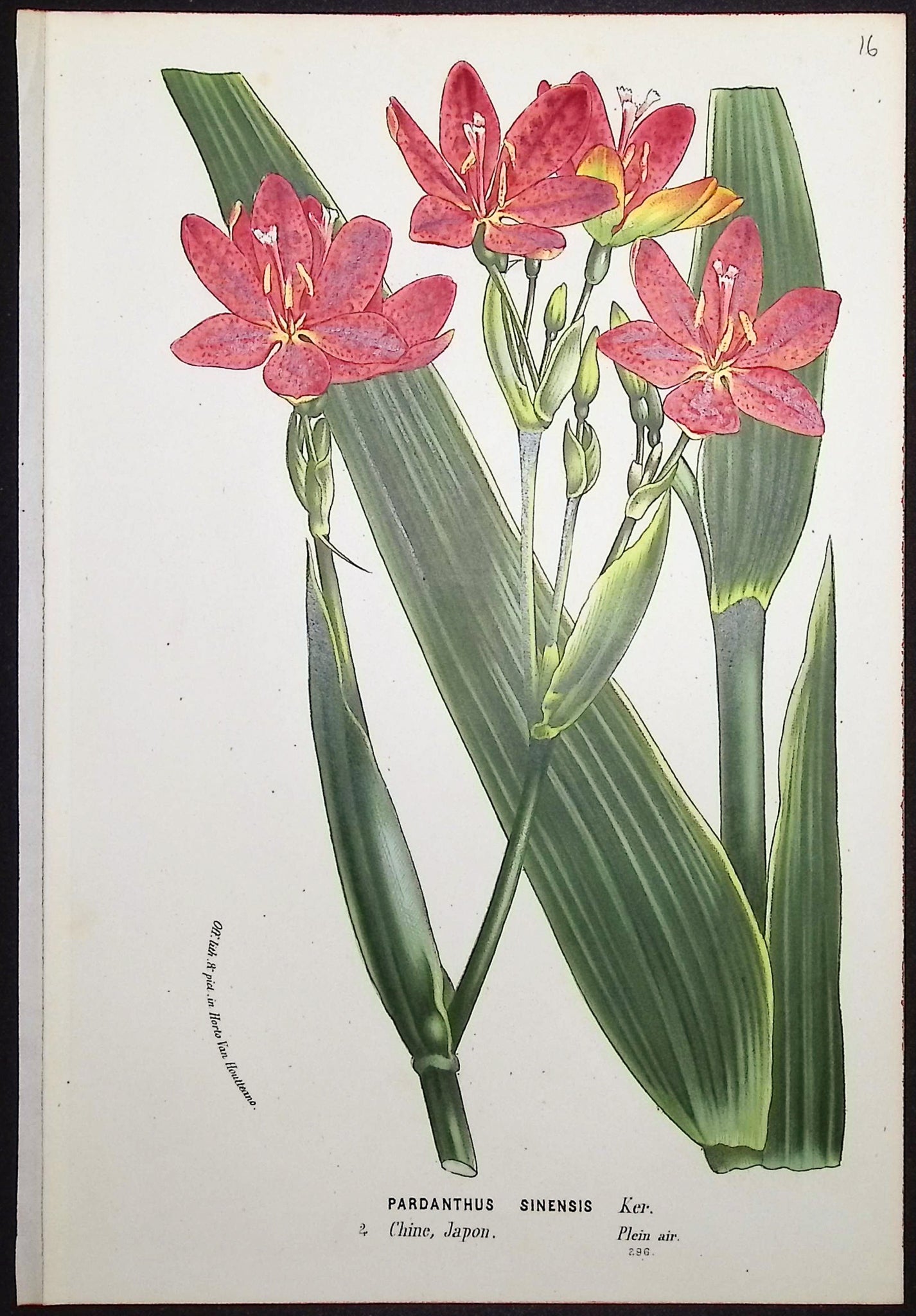 Blackberry or Leopard Lily (Pardanthus Sinensis)