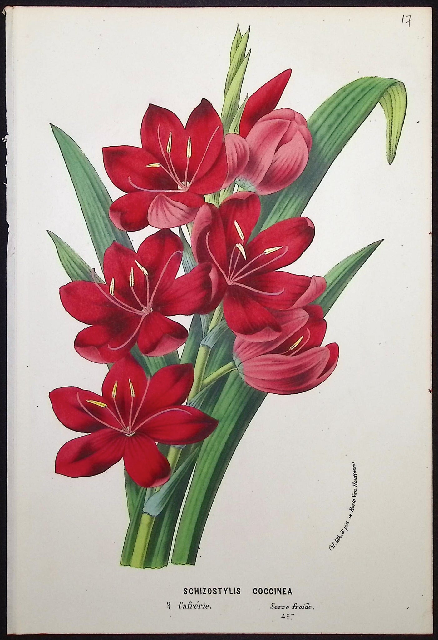 River Lily (Schizostylis Coccinea)