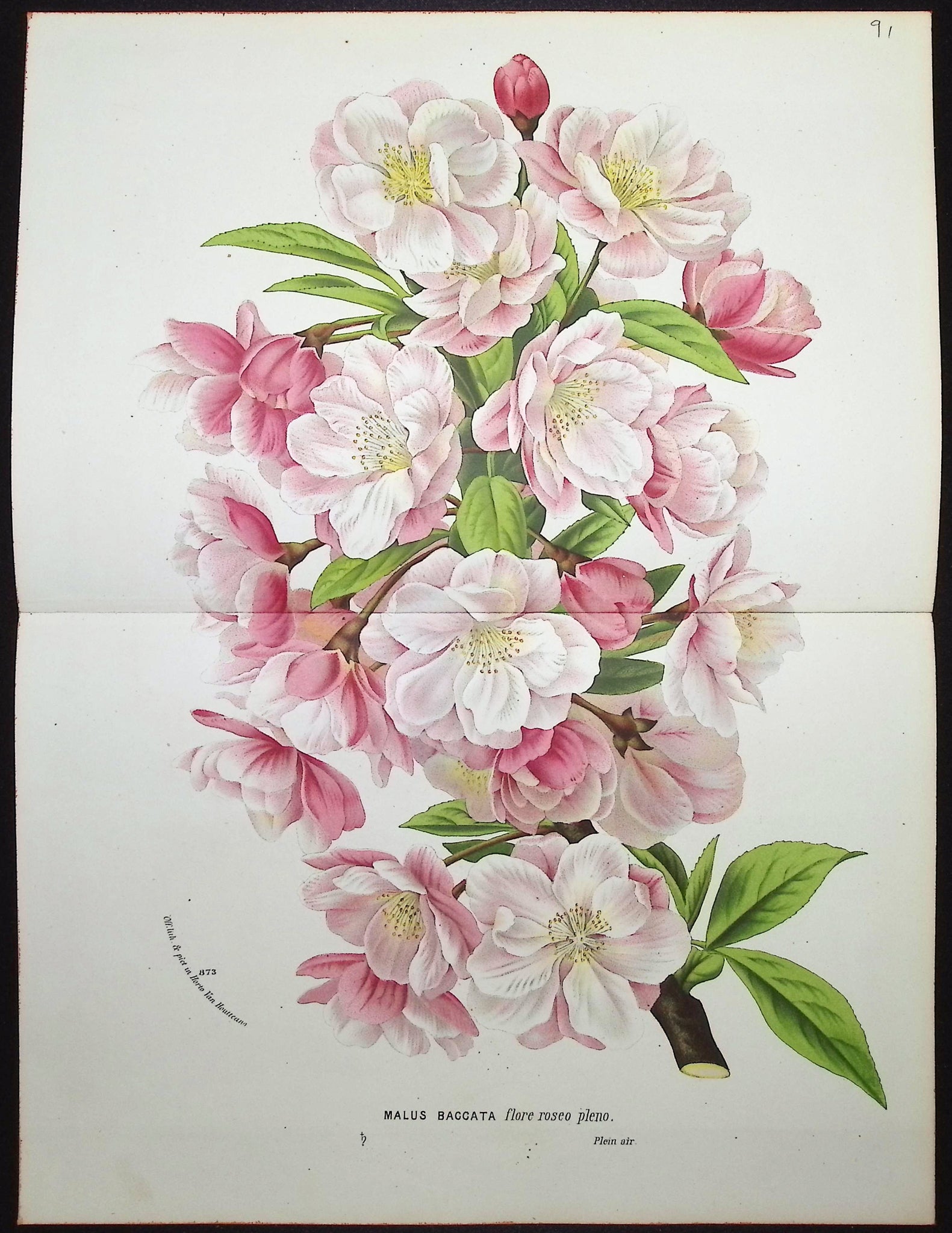 Crab Apple (Malus Baccata)