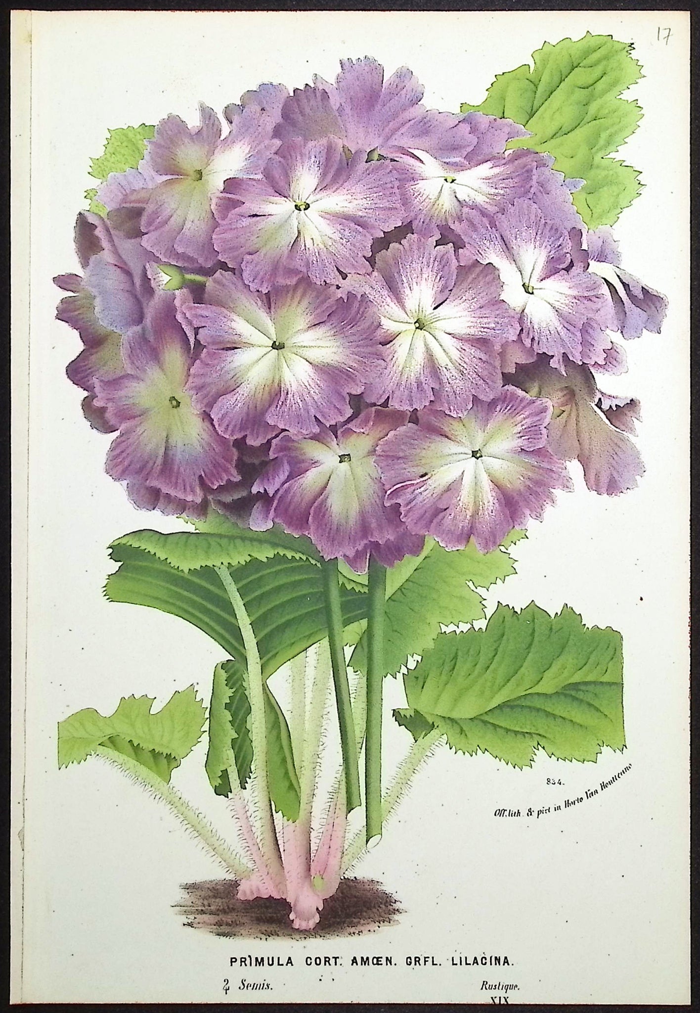 Primula Auricula