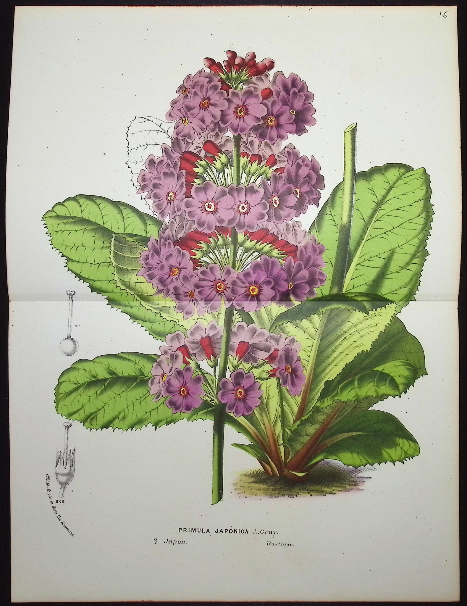 Primula Auricula
