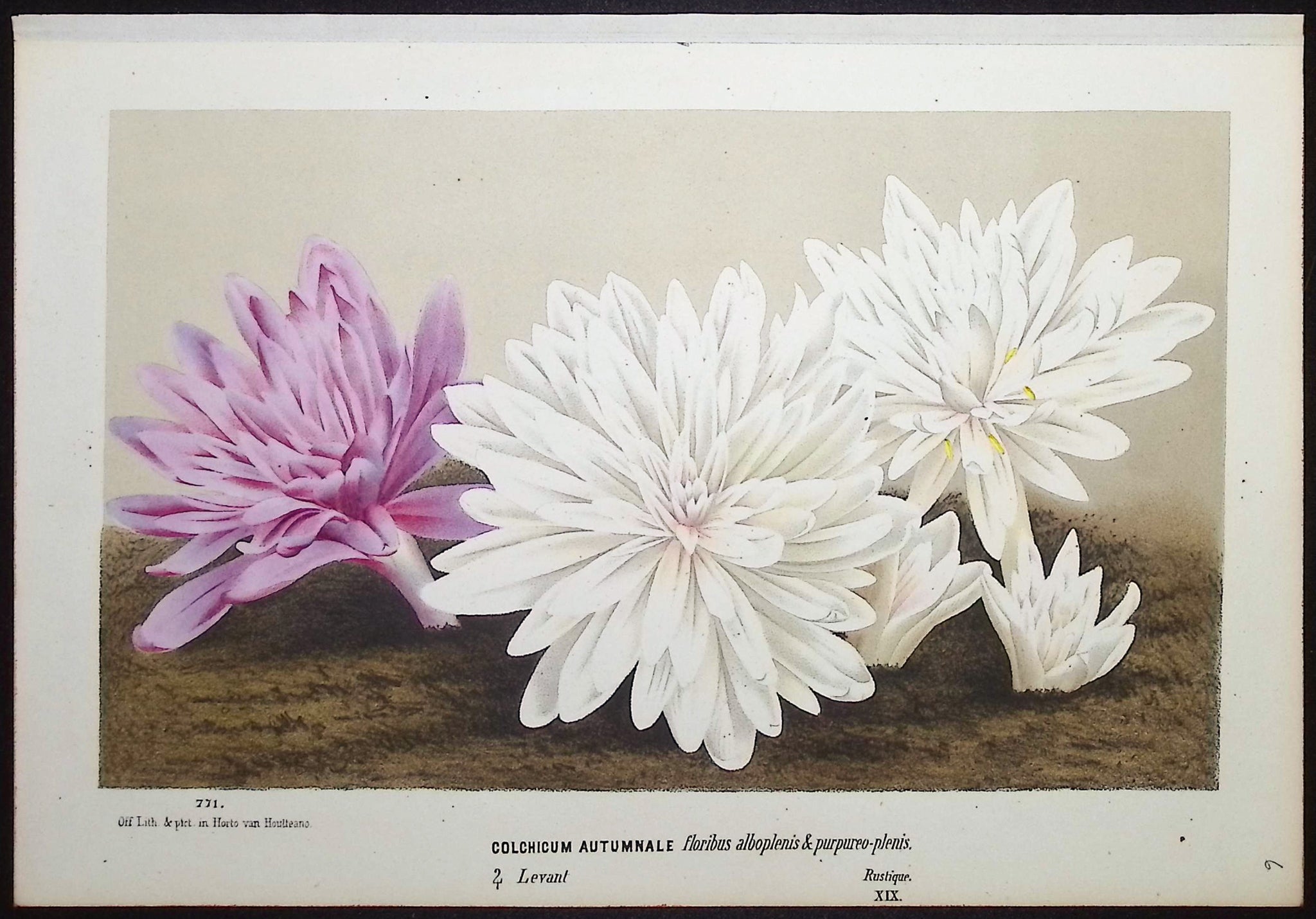 Autumn Crocus (Colchicum Autumnale)