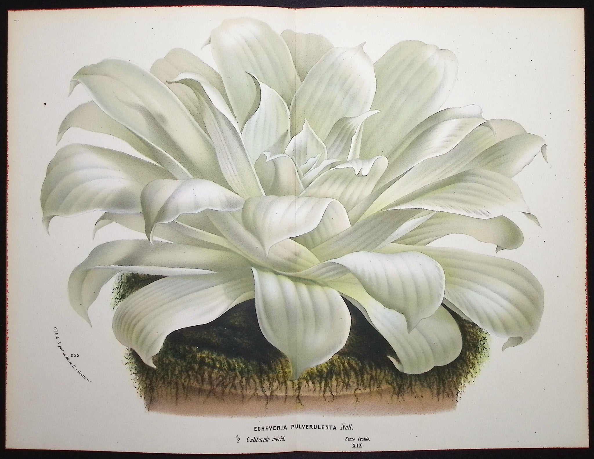 Chalk Dudleya (Echeveria Pulverulenta)