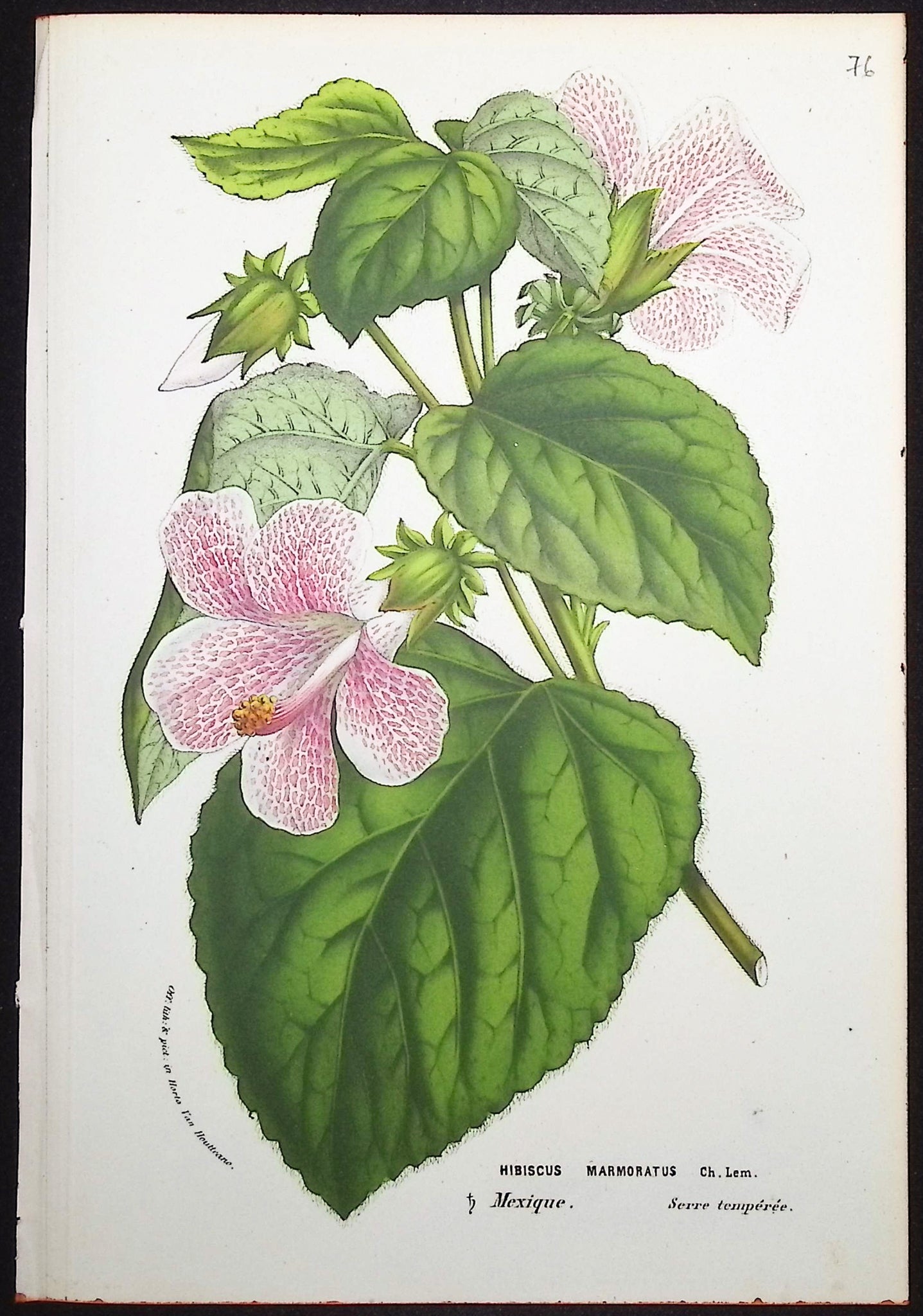Hibiscus