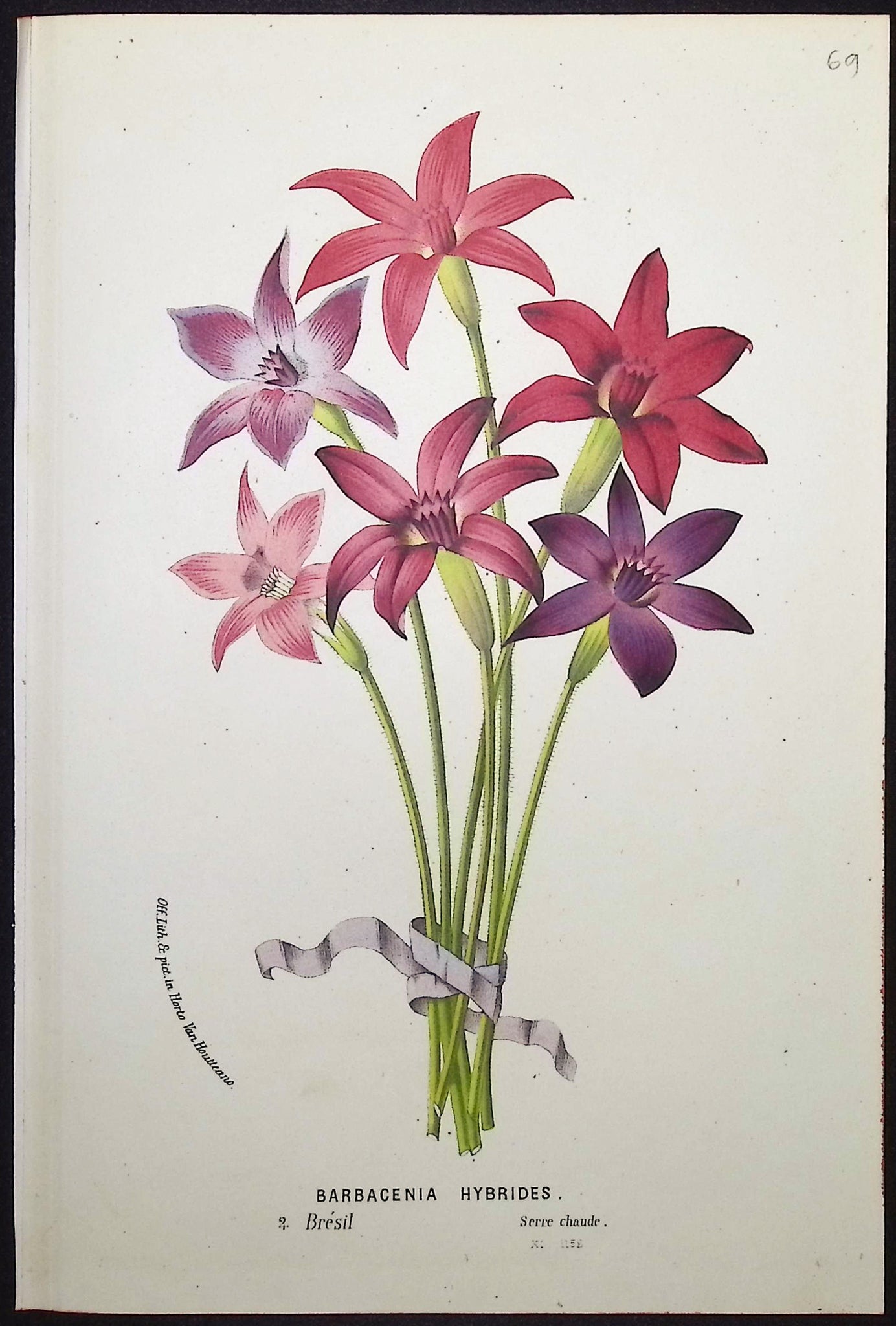 Purple Vellozia (Barbacenia Hybrides)