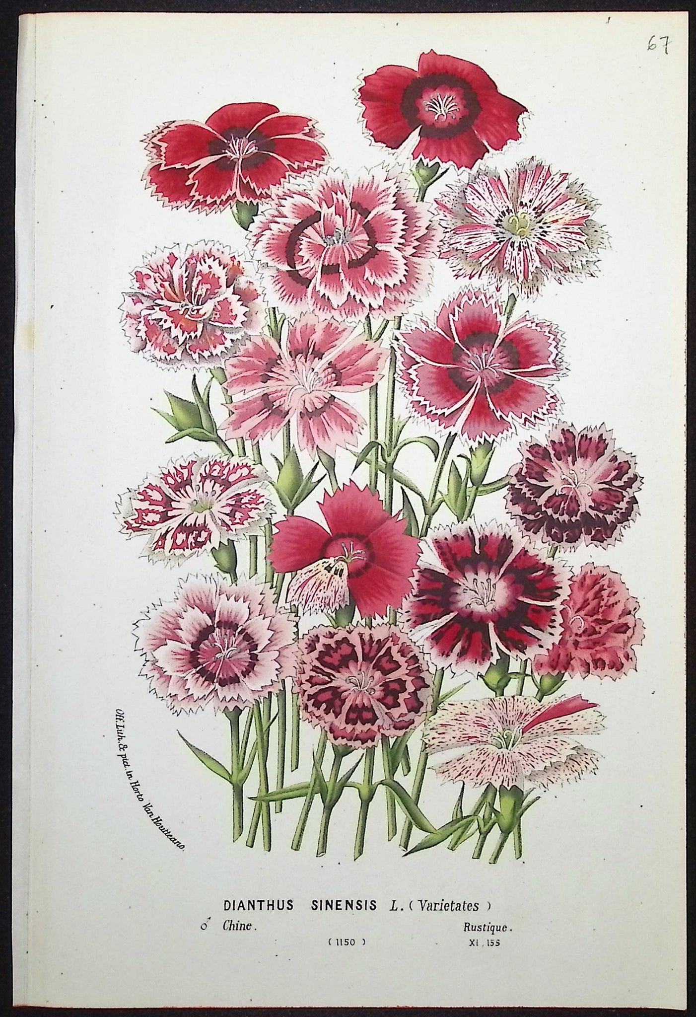 China Pink (Dianthus Sinensis)