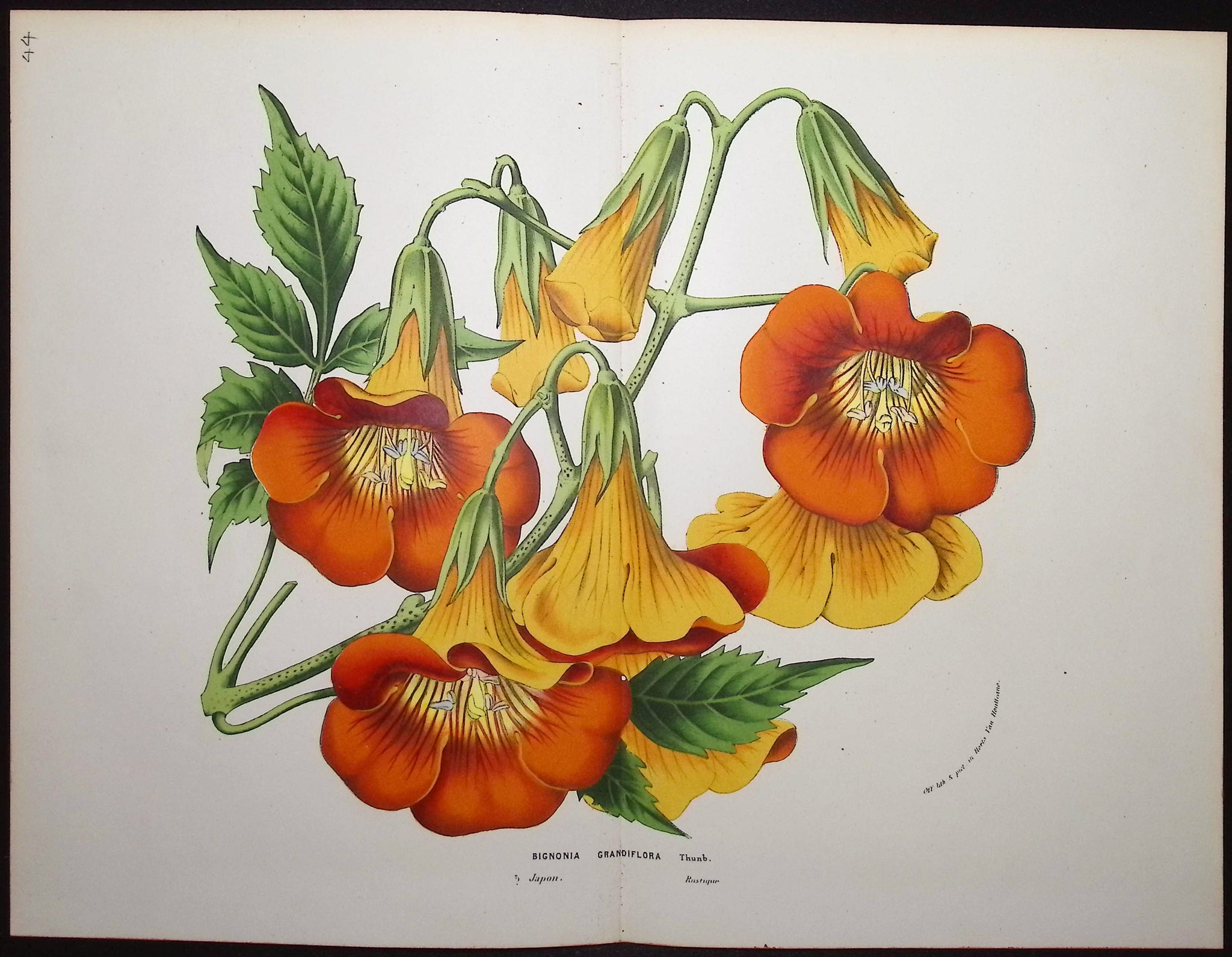 Bignonia