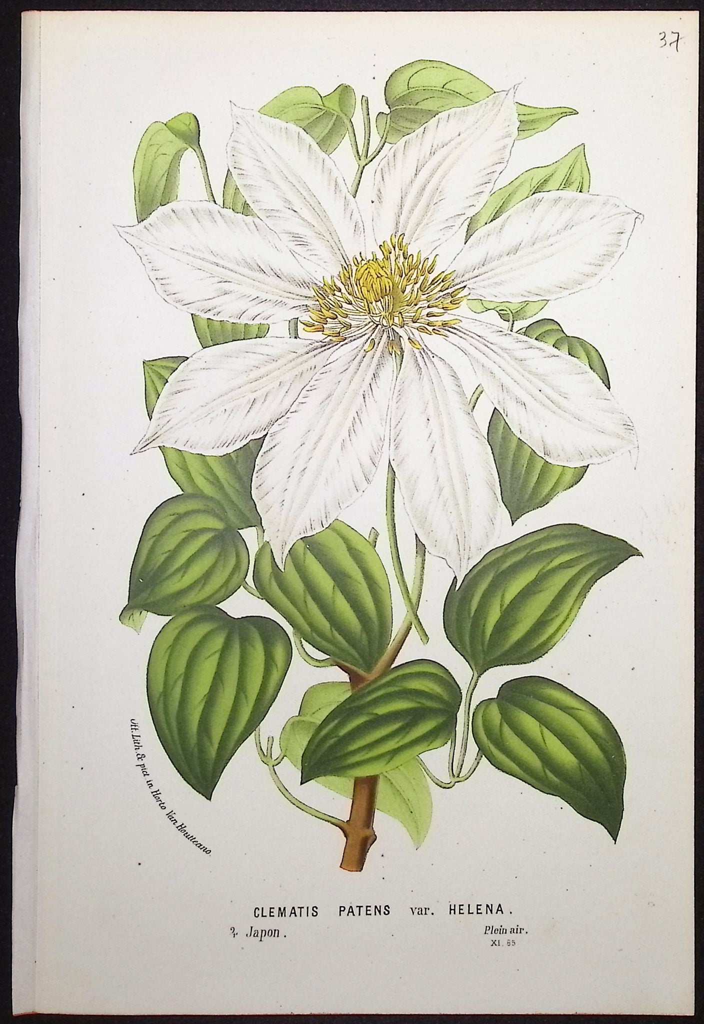Clematis