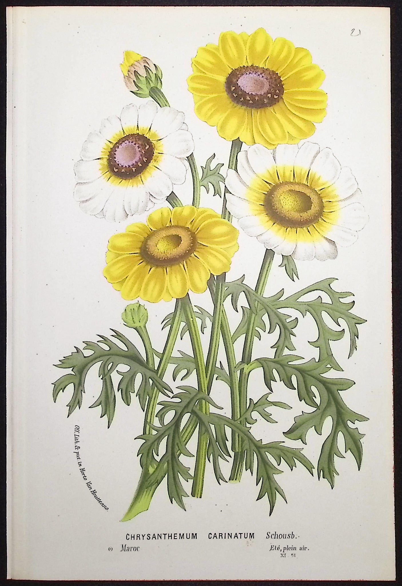 Chrysanthemum